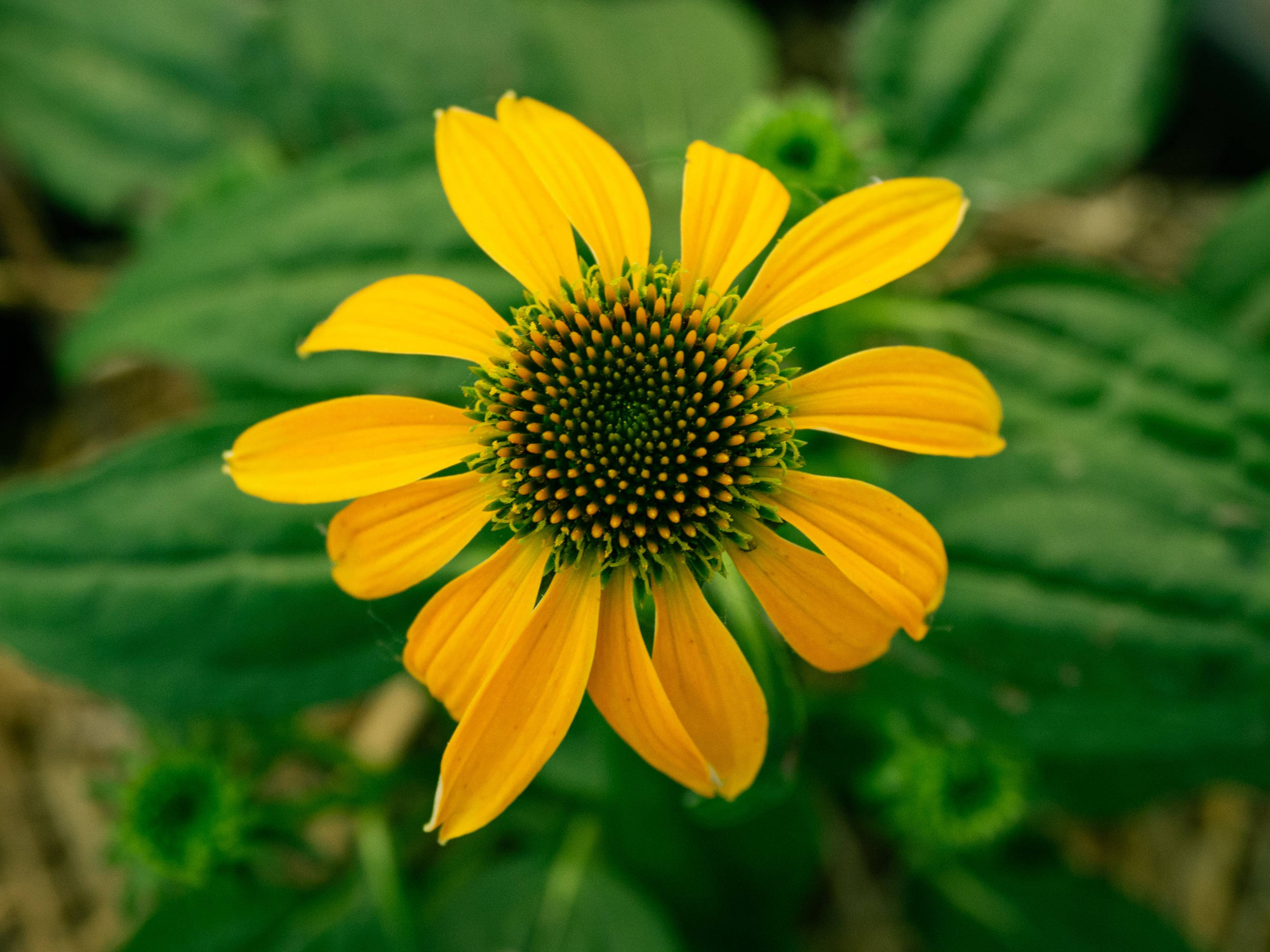 An above view of a yellow echinacea