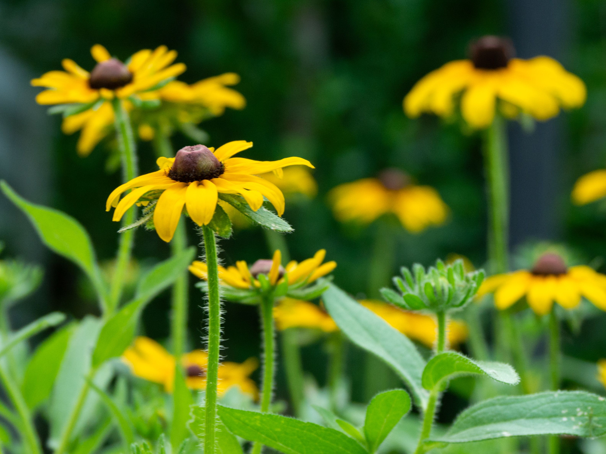 A group of yellow browneye Susan flowers growing in my garden