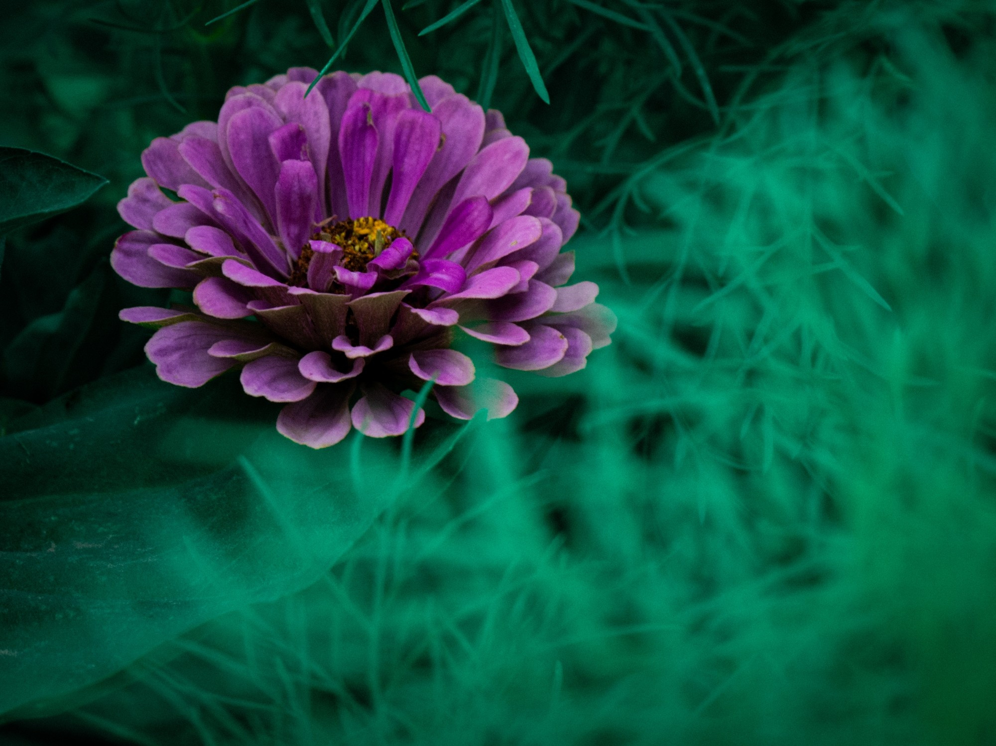 A pink zinnia growing in my garden