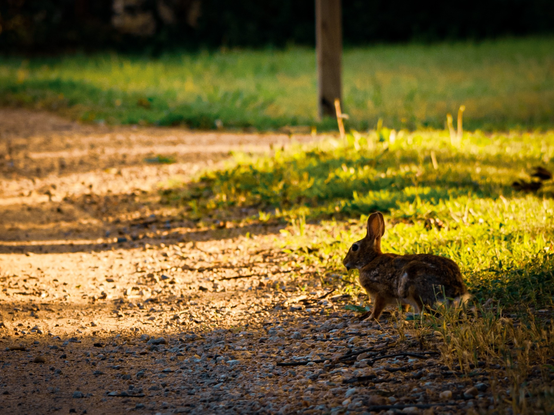 A bunny hanging out next to the road