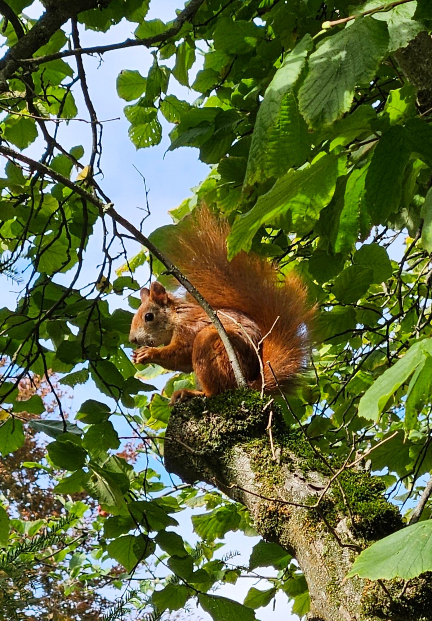 Eichhörnchen auf Baum mit Nuss in den Pfoten