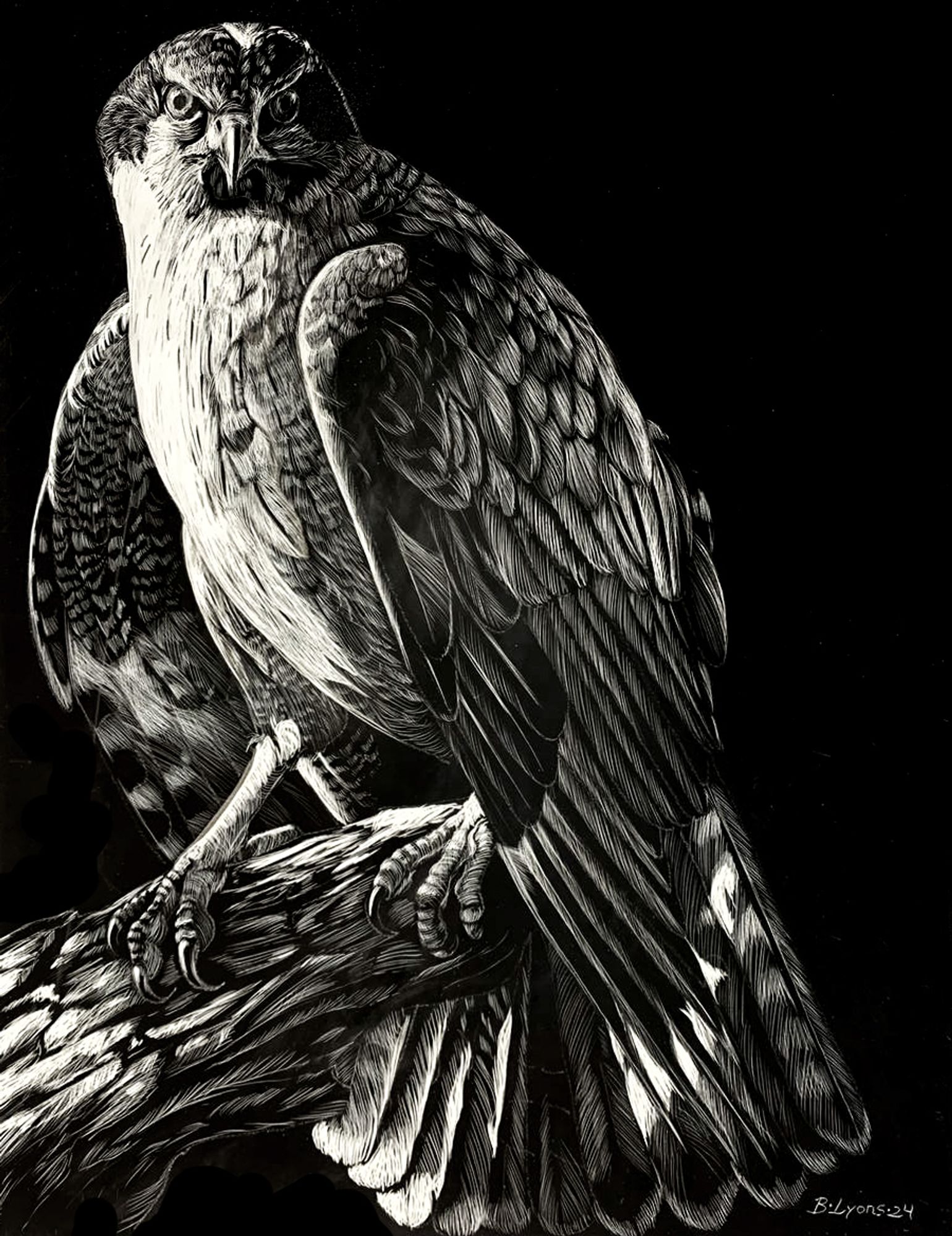 A high-contrast black and white scratchboard drawing of a Northern Goshawk perched on a tree branch.