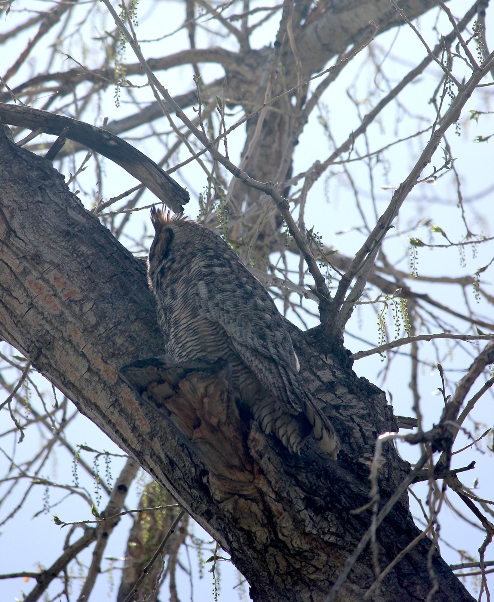 Two adult great horned owls perched in a tree, well camouflaged.