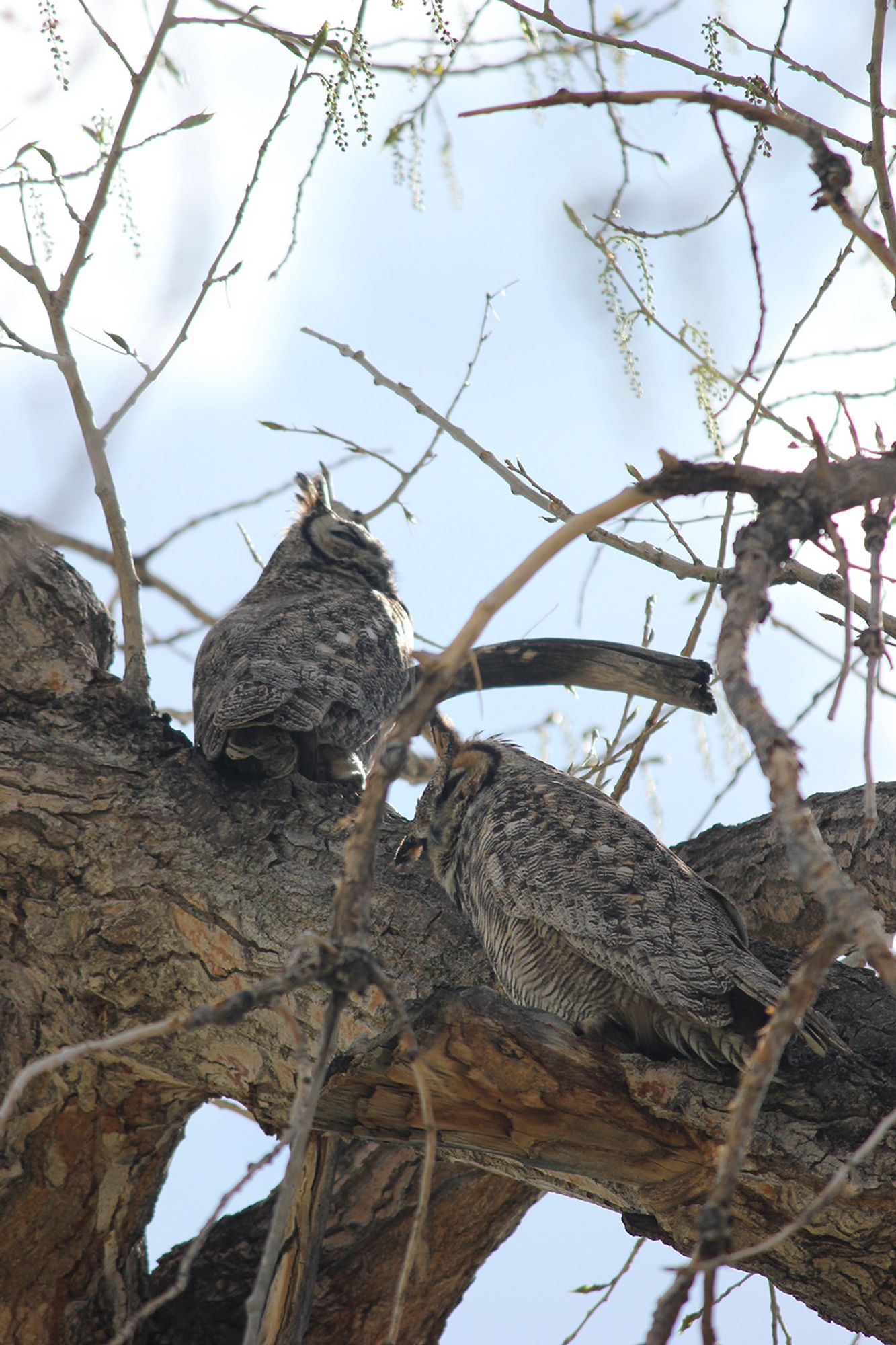 Two adult great horned owls perched in a tree, well camouflaged.