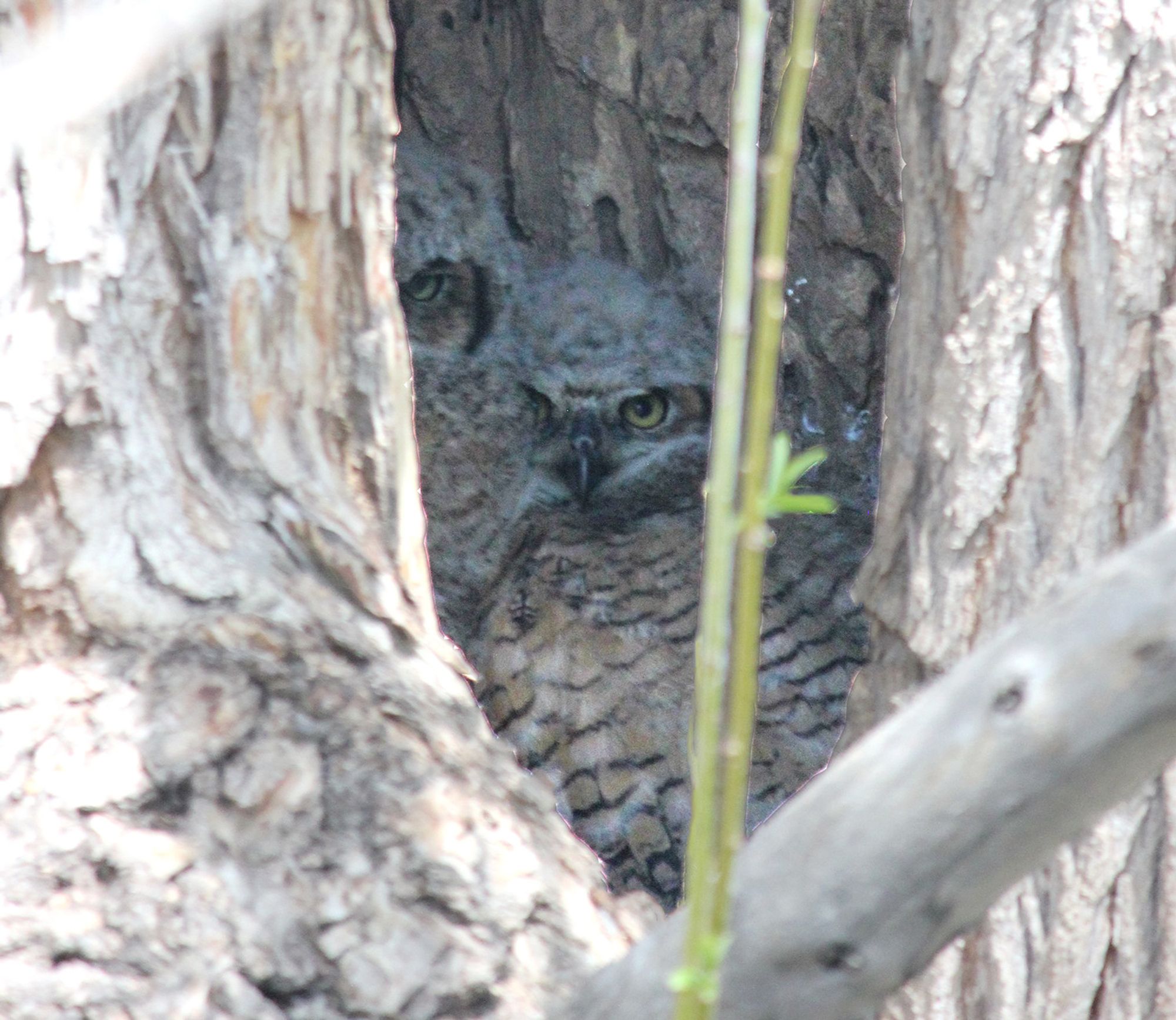 Two great horned owl chicks looking through a crevice in a tree where their nest is.