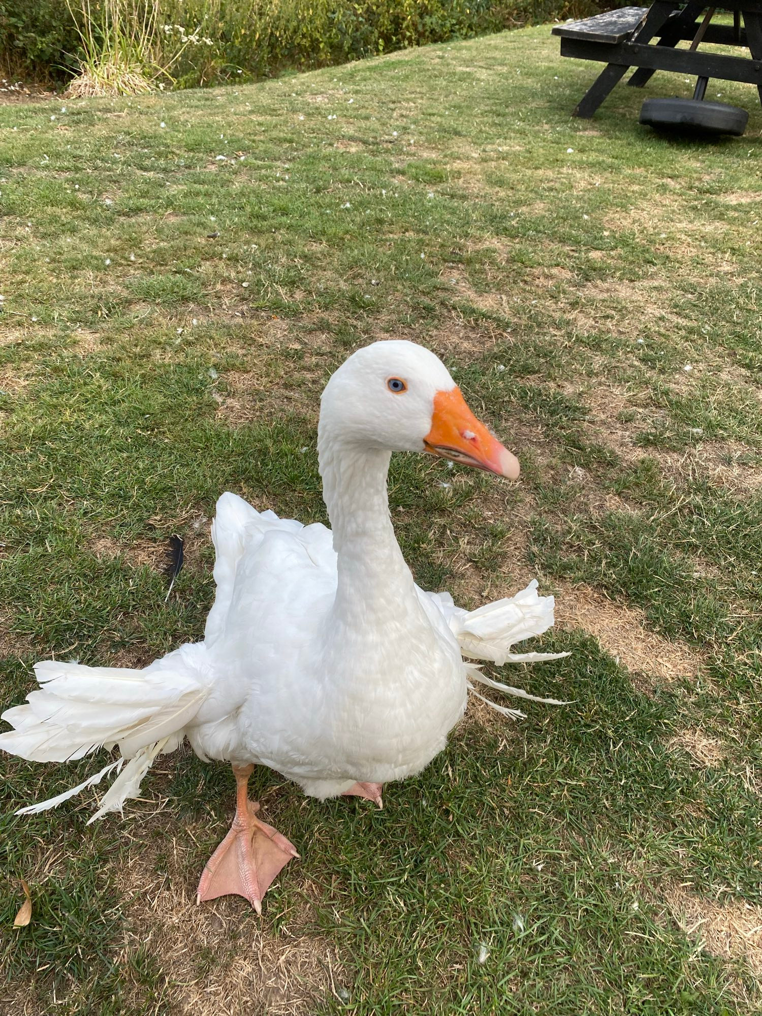 A goose with wonky wings 