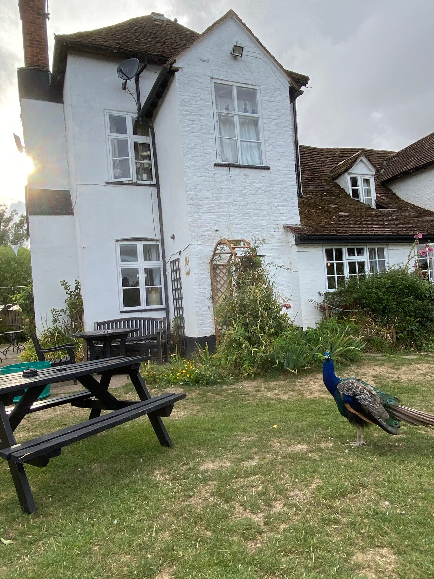 Peacock in pub garden
