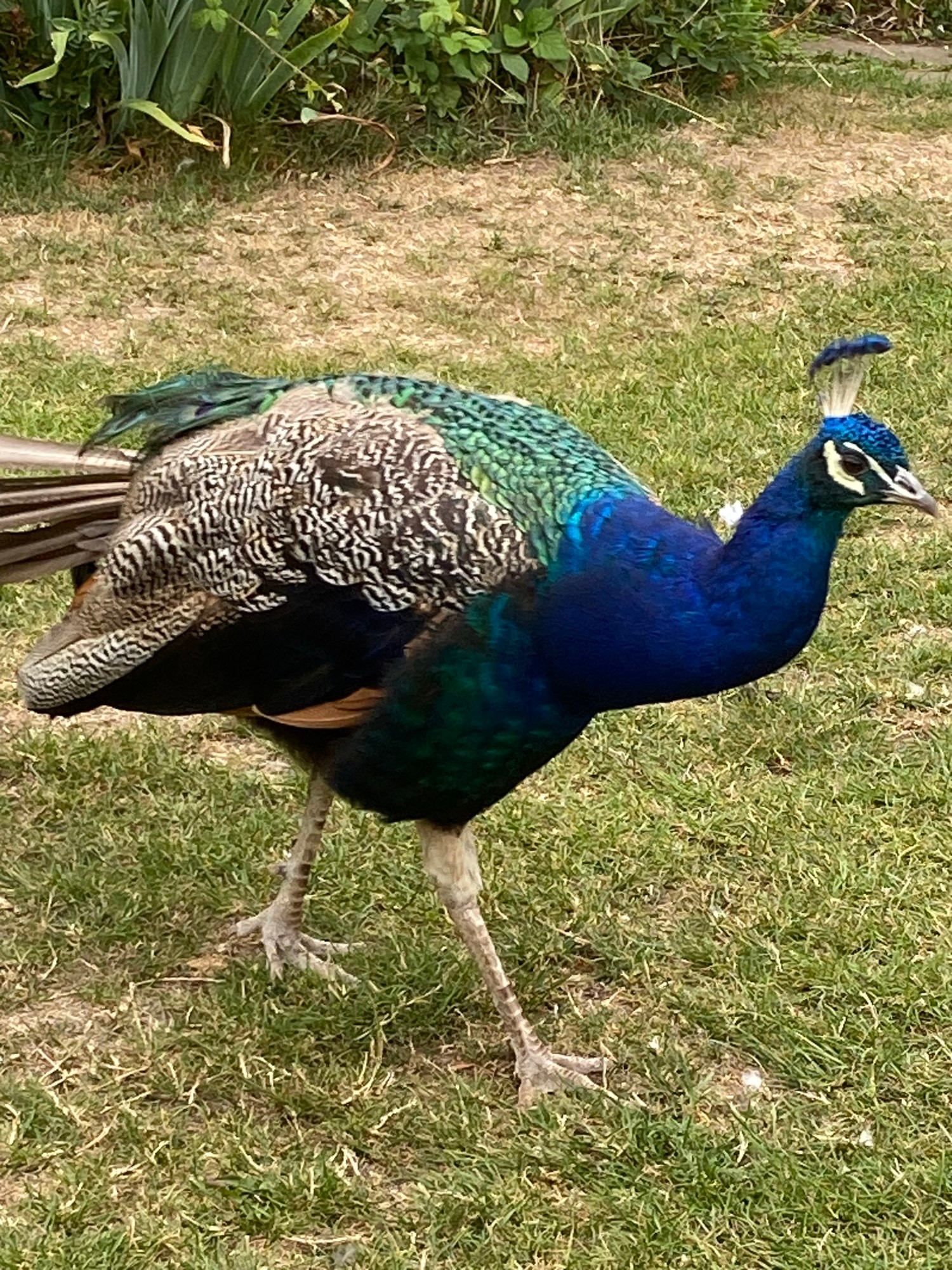 PEACOCK!
