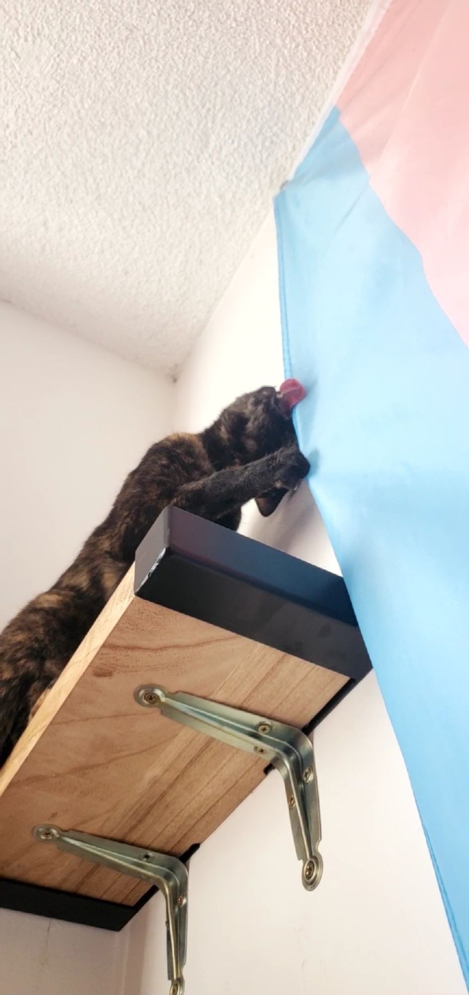 a tortioseshell cat bites into a trans pride flag pinned to the wall