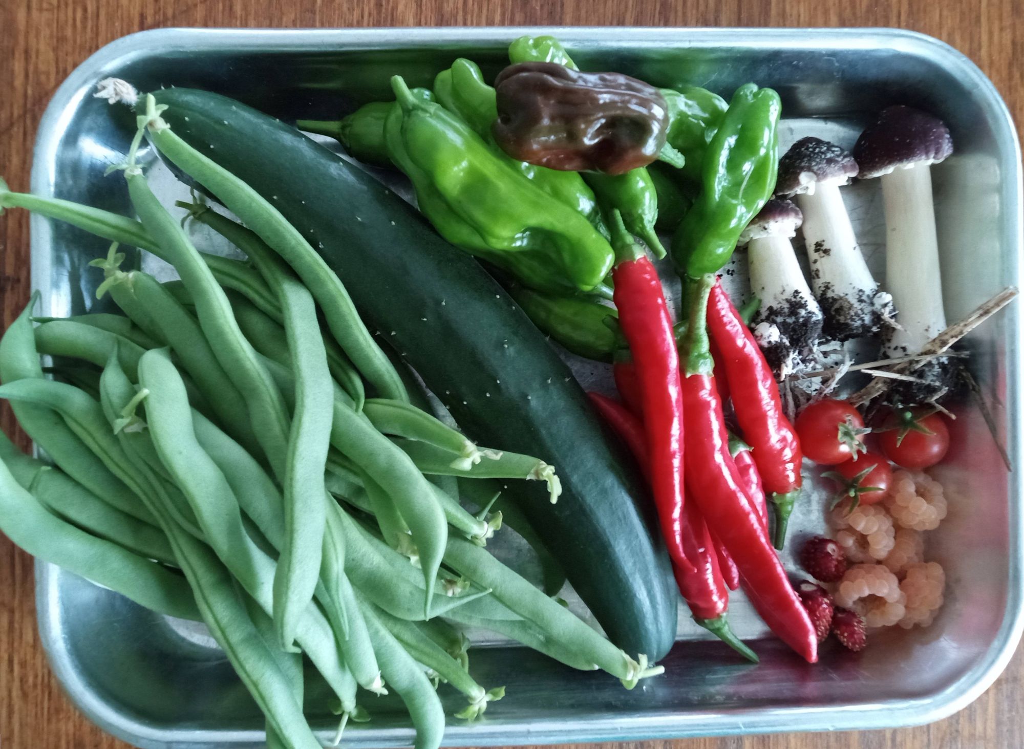 Small aluminum tray with MLA large handful of green beans, a small Japanese cucumber, several pointy red Calabrian chilies, some wrinkly shishitos, some peach-coloured raspberries, two small wild strawberries, three red cherry tomatoes, and three small mushrooms.