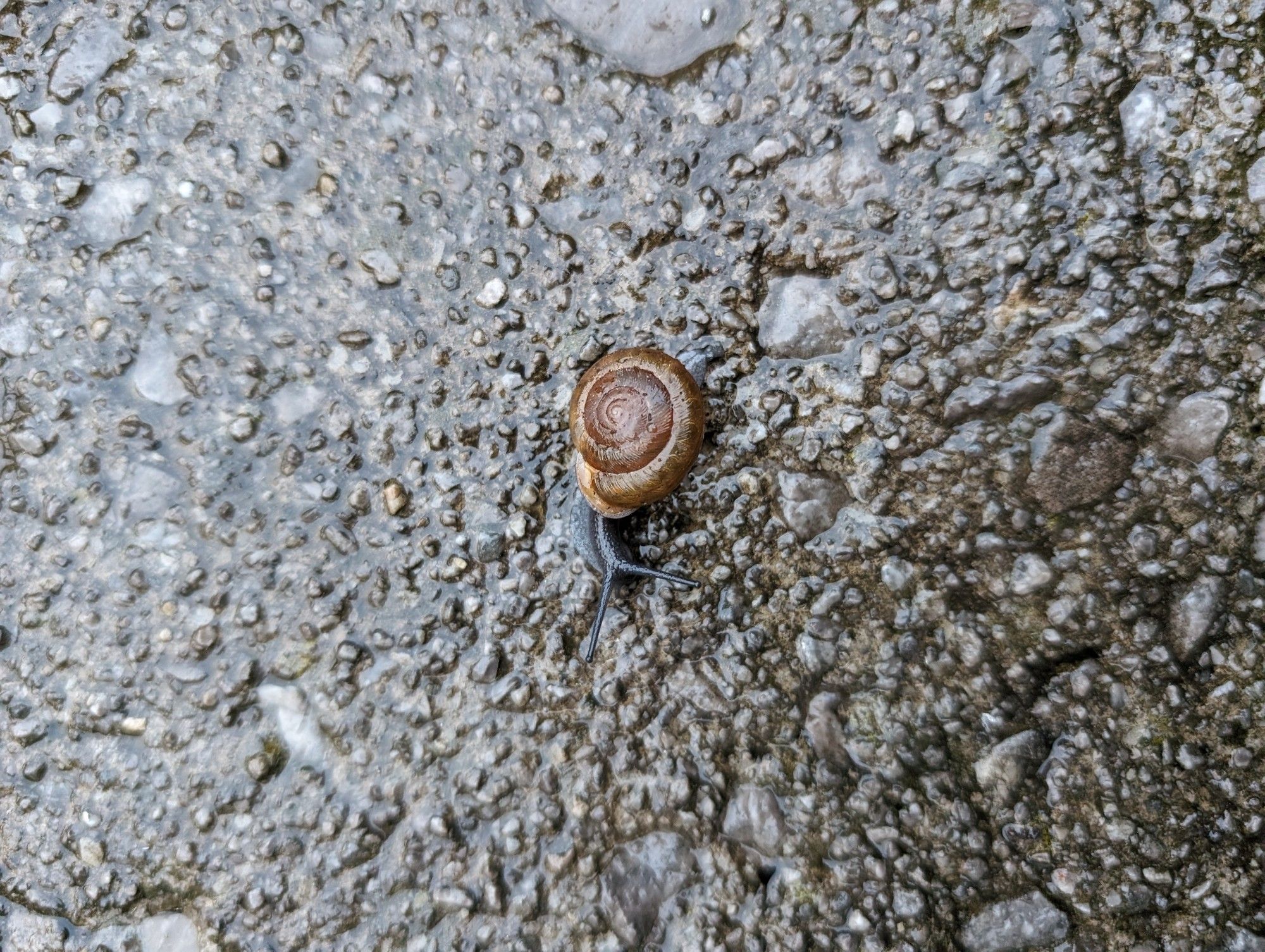 a wet sidewalk with a small snail with long antennas who lives in a swirled brown shell