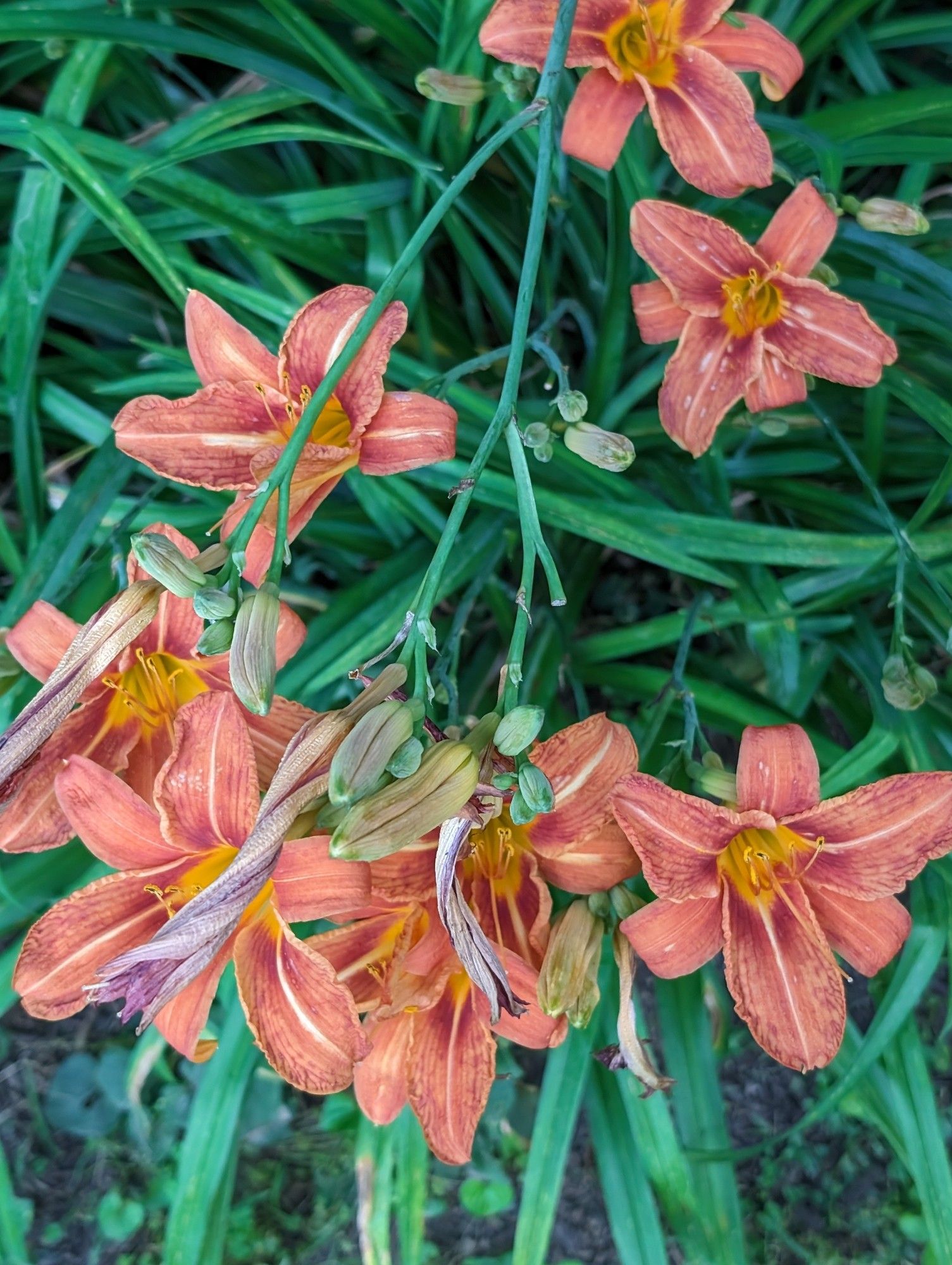 a group of orange day lilies surrounded by long green leaves