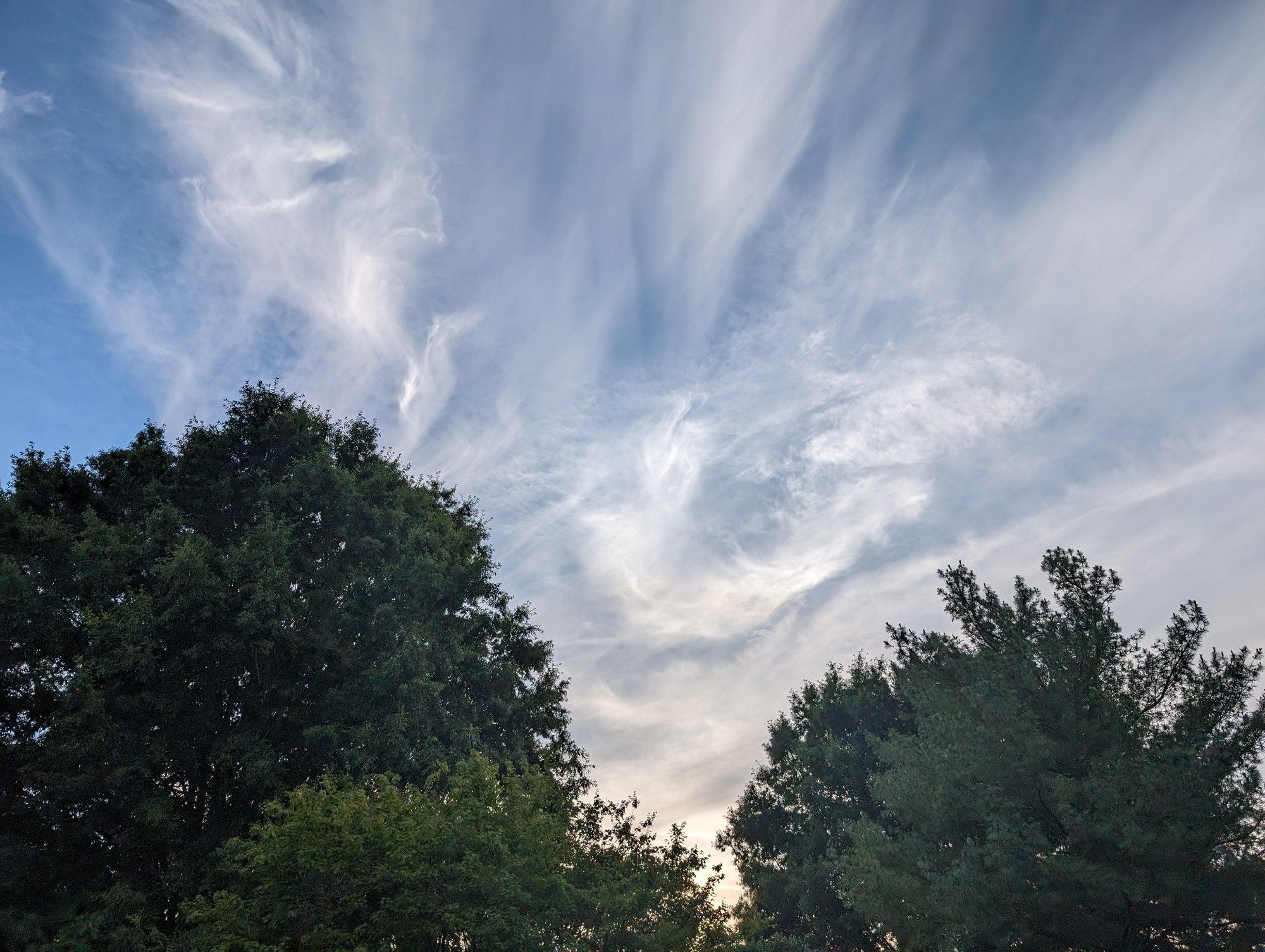 the tops of a group of trees in front of a fading blue sky mostly covered in wispy clouds