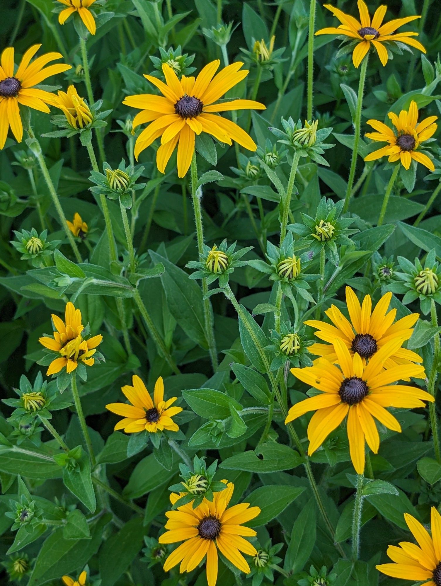 A group of yellow flowers with long petals and black centers growing out of green stems and leaves