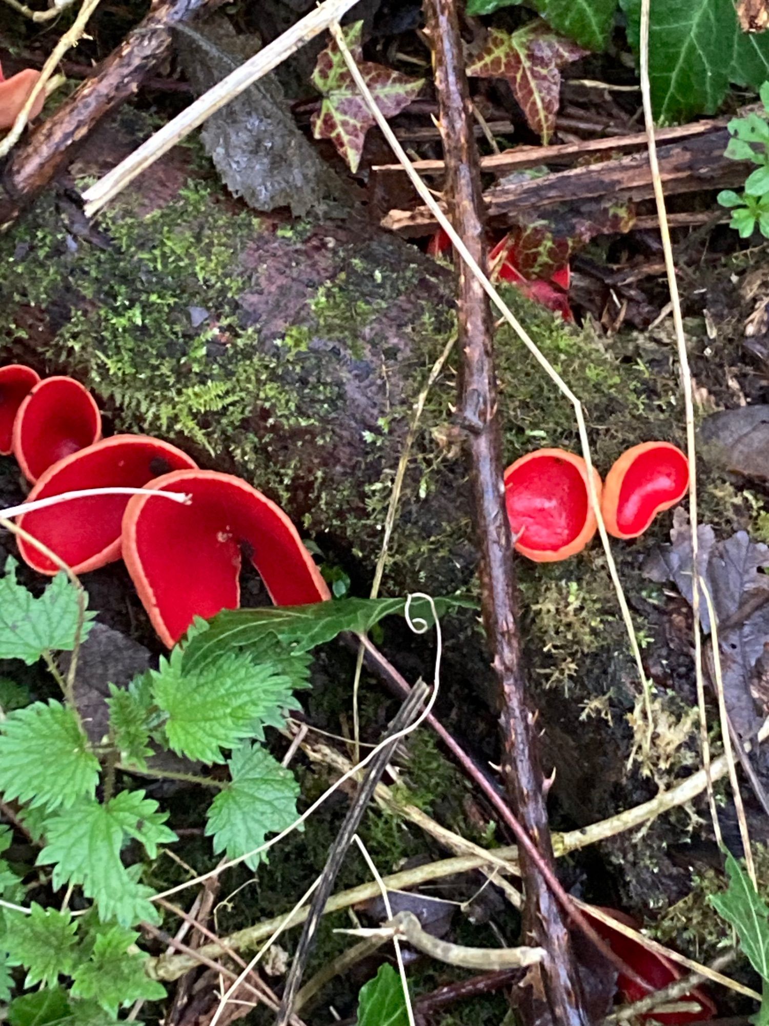 Bright red cups of scarlet elf cup fungus on a dying log surrounded by twigs and some green leaves.