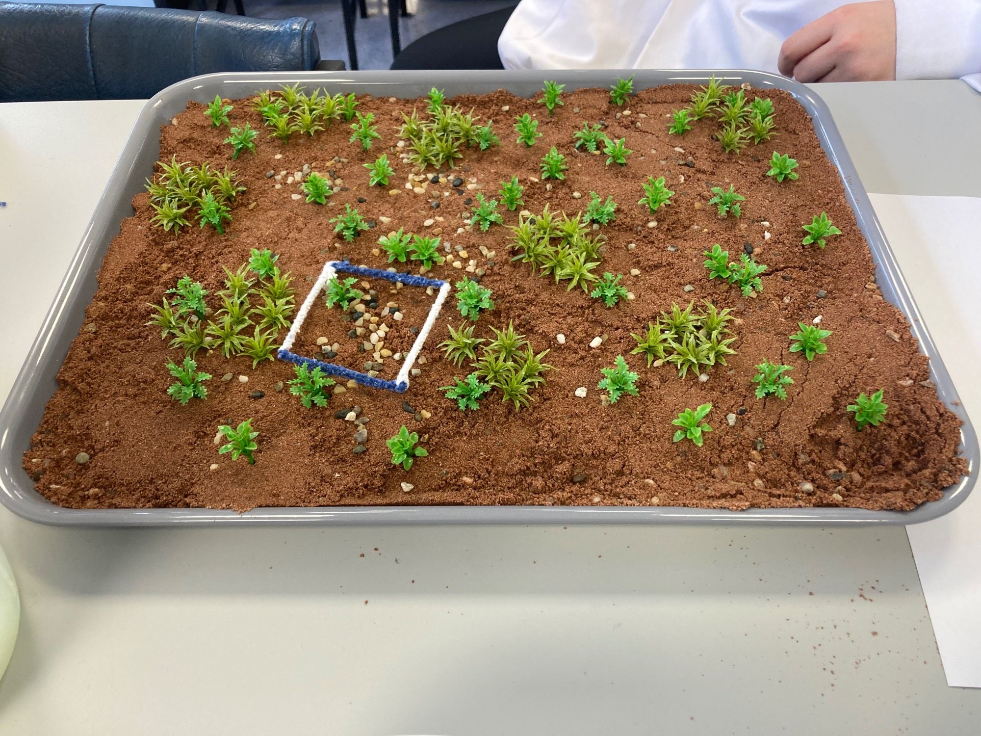 Plastic plants distributed in a tray of damp sand and small gravel. Pipe cleaner quadrant thrown onto the mini ecosystem.