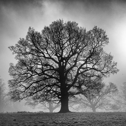 An oak tree seemingly appearing out of the mist