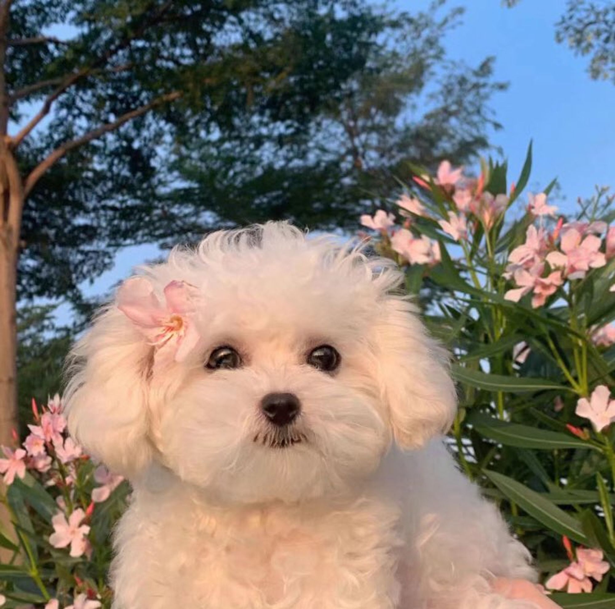 a little bichon frise with a flower in her hair, being held in front of flowers, a tree, and a blue sky