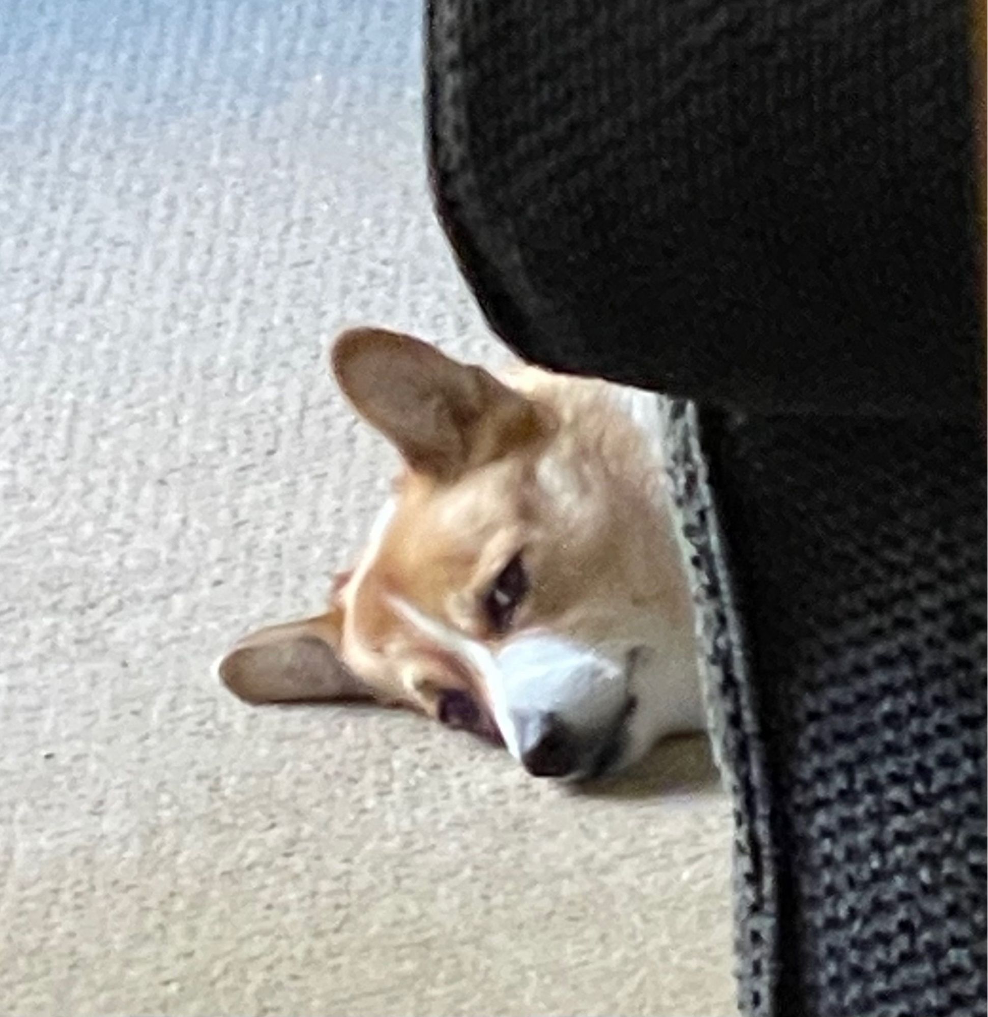 willow, my uncle’s corgi, staring at the camera lens while laying down on her side, poking out from behind a couch with only her incredibly disgruntled face peering out.