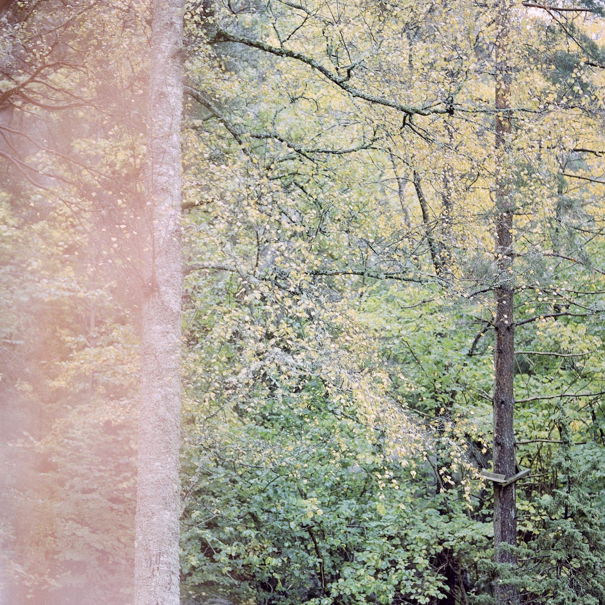 View through a window of trees and leaves in the fall, with a mix of green and yellow leaves. The left side of the frame is slightly red due to a reflection from a red curtain in the window.