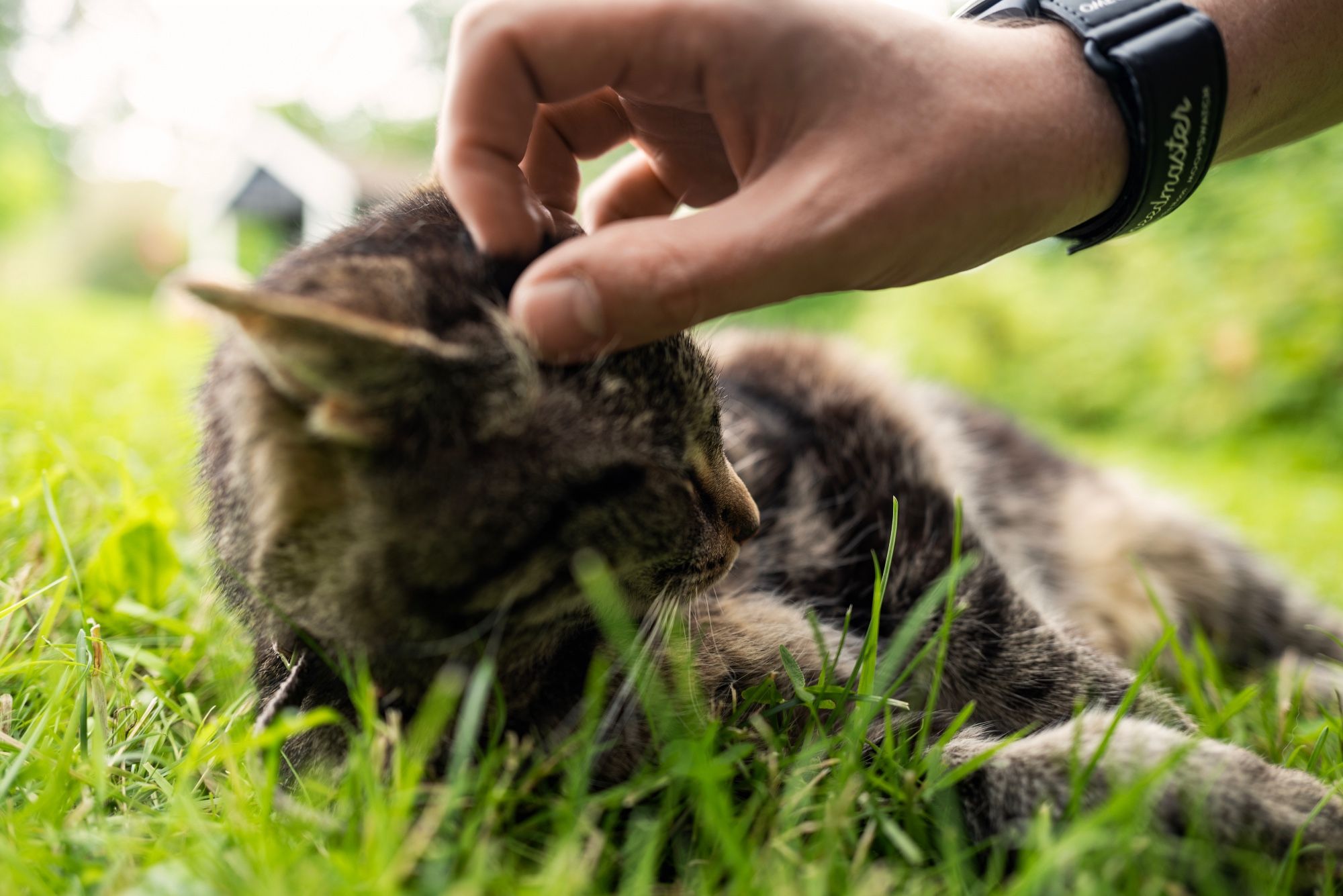 A very cute tabby cat lying in the grass and being scratched on her head.