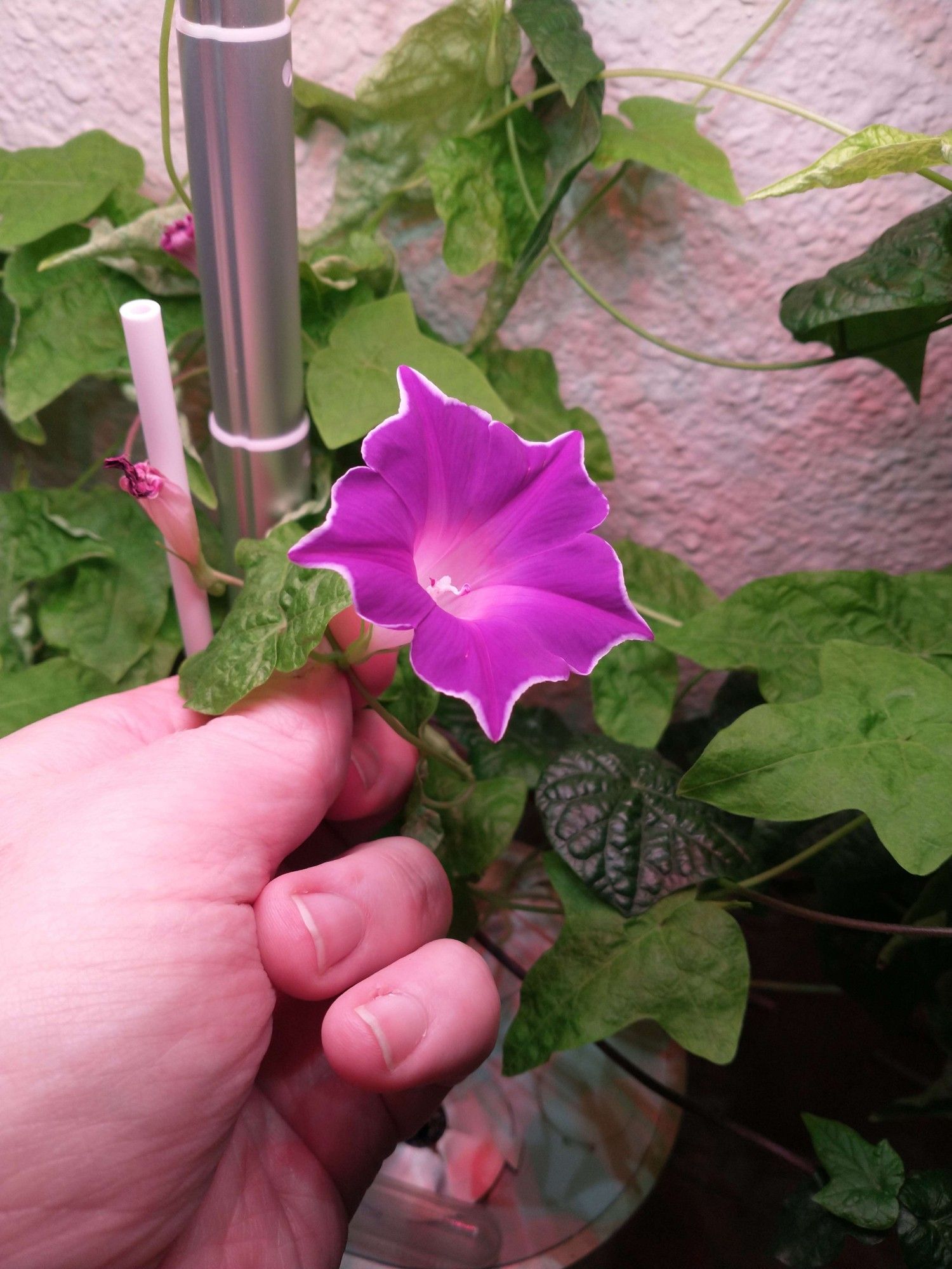 My thick hand holding a white-bordered magenta morning glory blossom by the vine