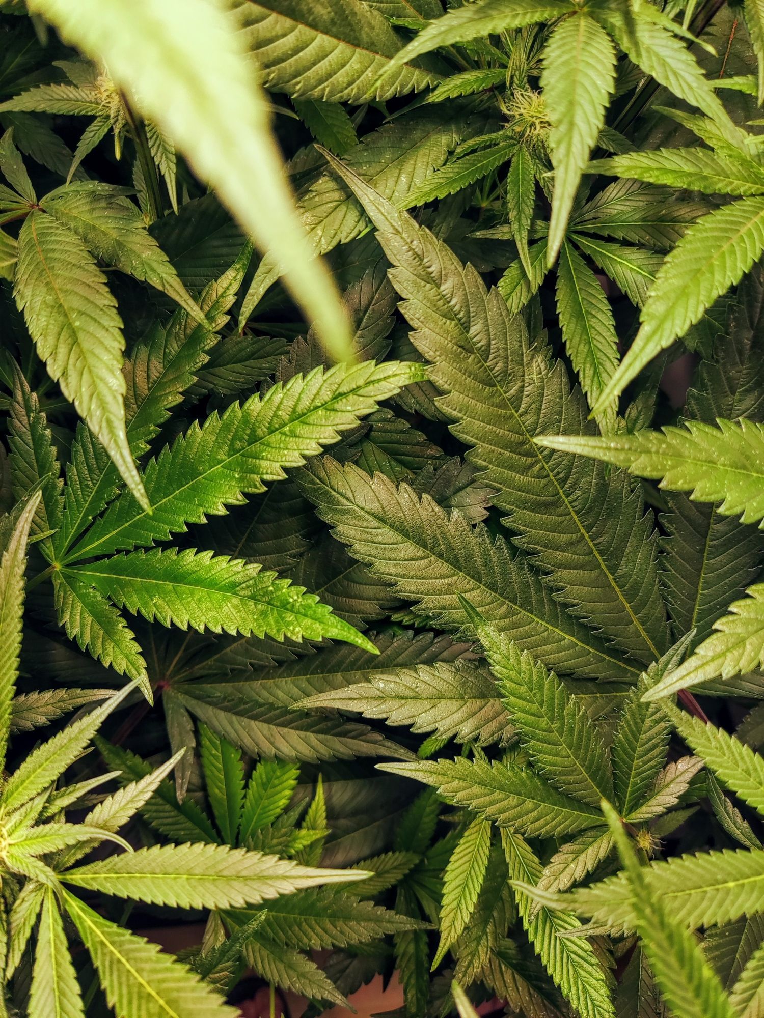 Viele sich überlappende Blätter zweier Cannabis Pflanzen