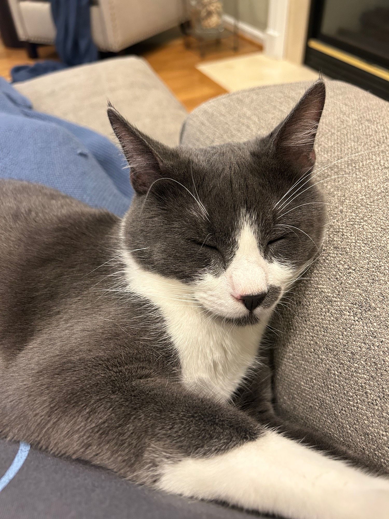 Black and white kitten sleeping on the couch