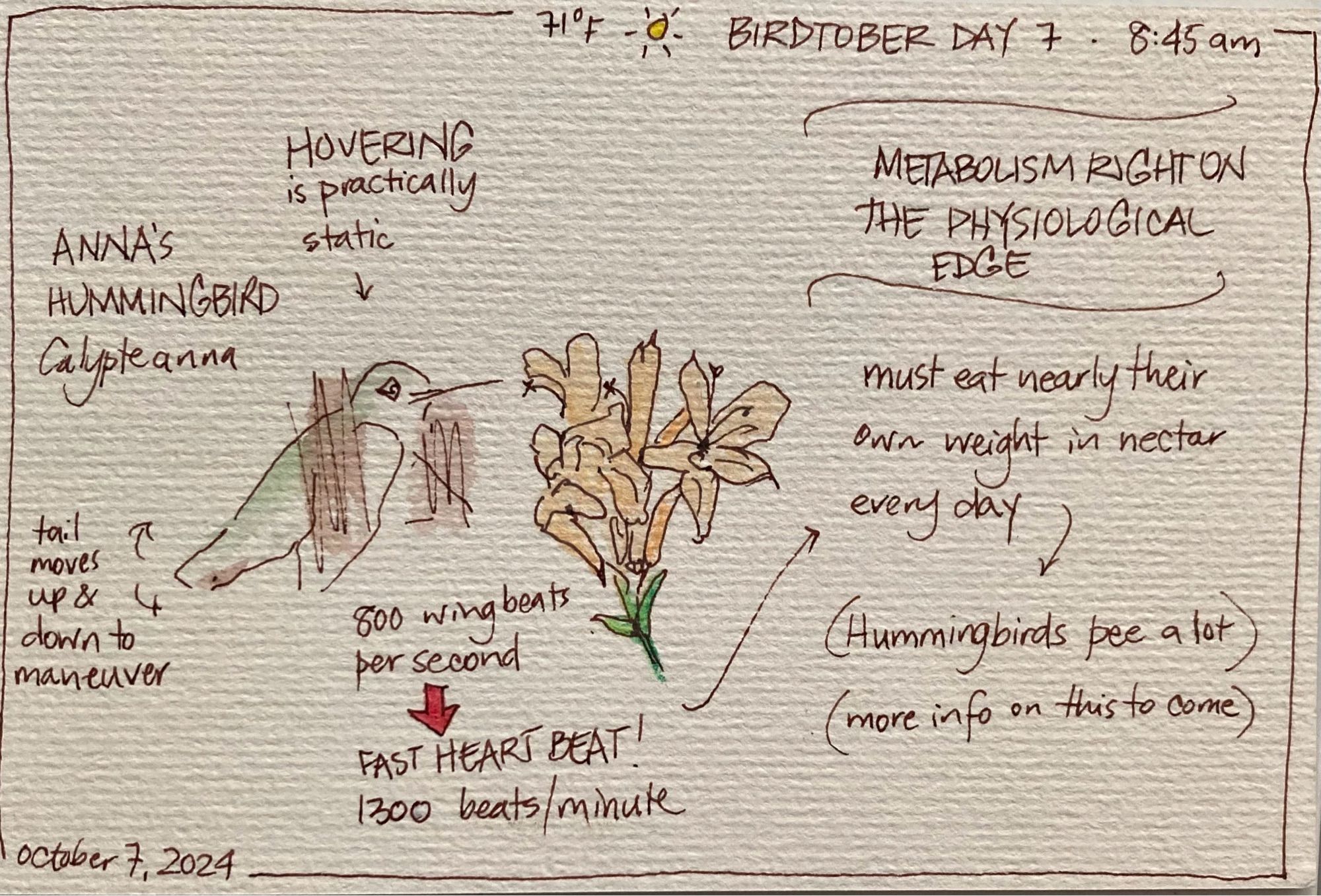 Drawing of an Anna's hummingbird at a cluster of flowers, with descriptions of metabolic rate and needs (800 wing beats per second, 1300 heart beats per minute: hummingbirds need to eat nearly their own weight in nectar daily, and pee a lot)