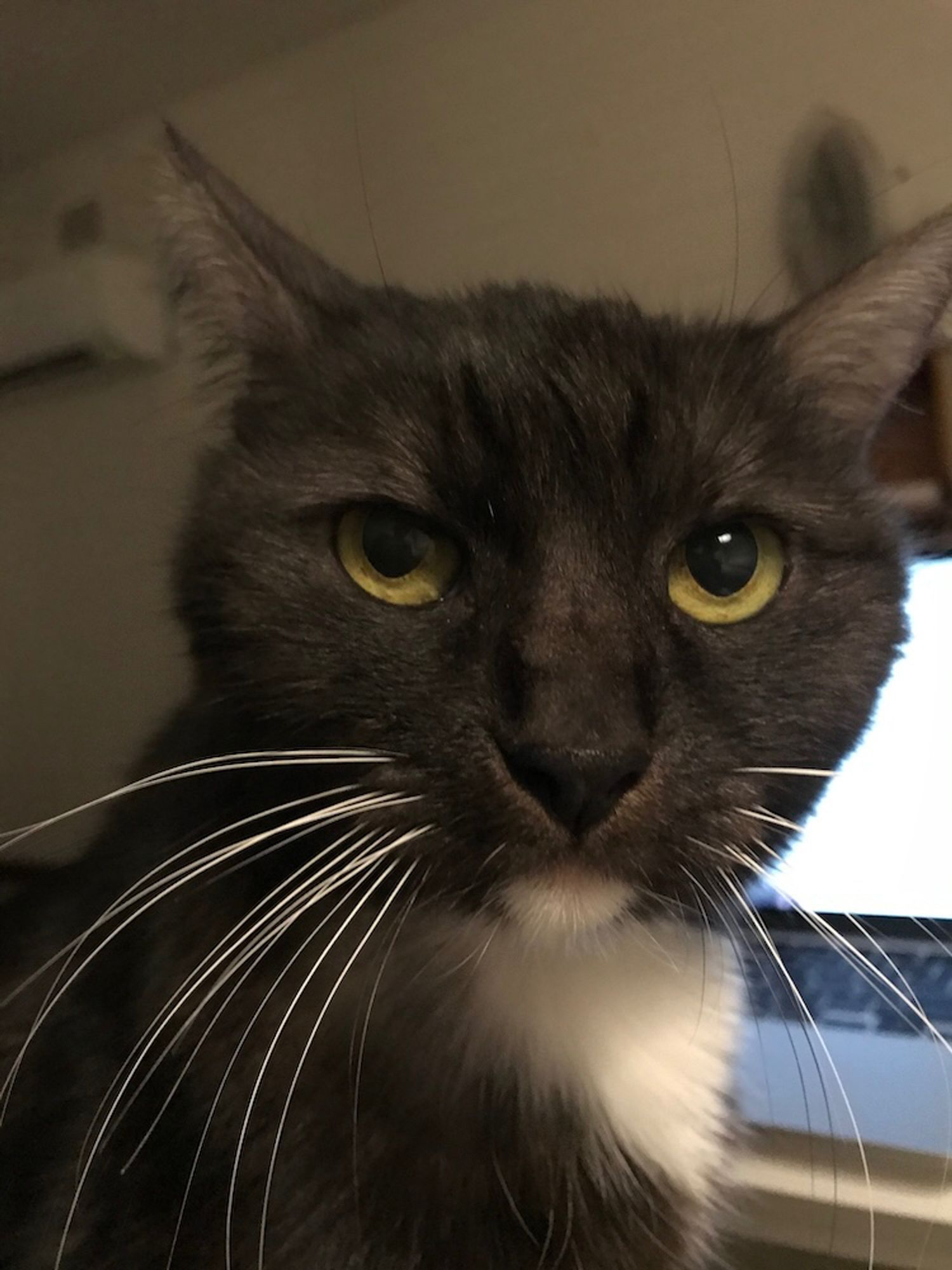 A photo of the face of a black-and-white cat. She is all black except for her little white chin and white chest. She has green eyes, white whiskers, and her expression is quite earnest.