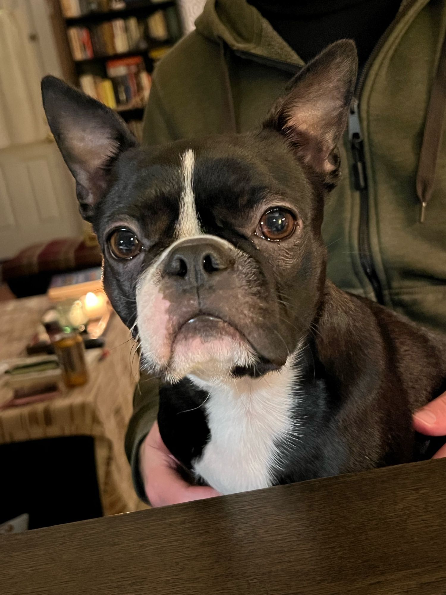 Boston Terrier sitting on her Papa’s lap and looking at the camera.