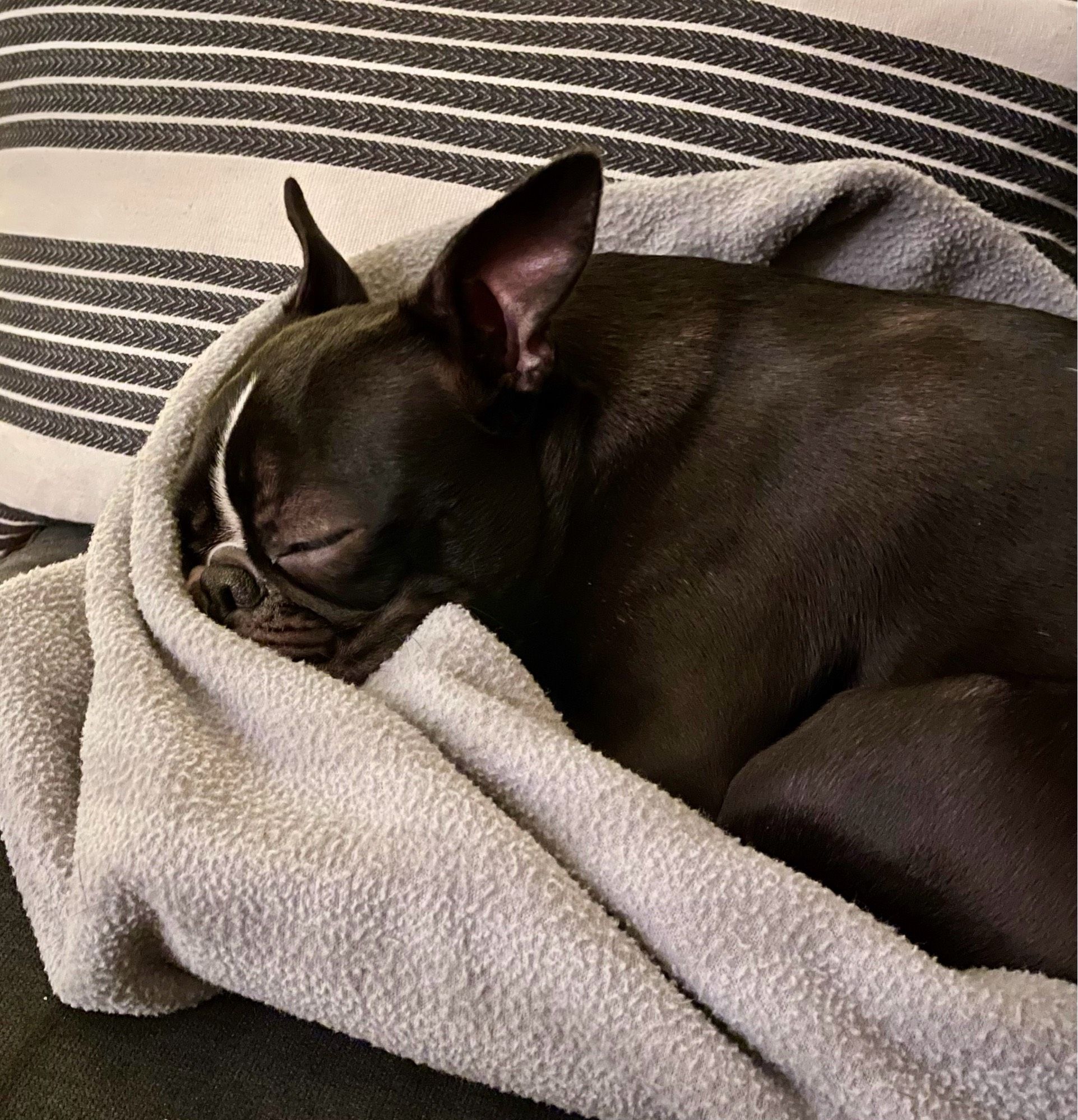 Boston Terrier sleeping on a gray blanket in front of a striped pillow.