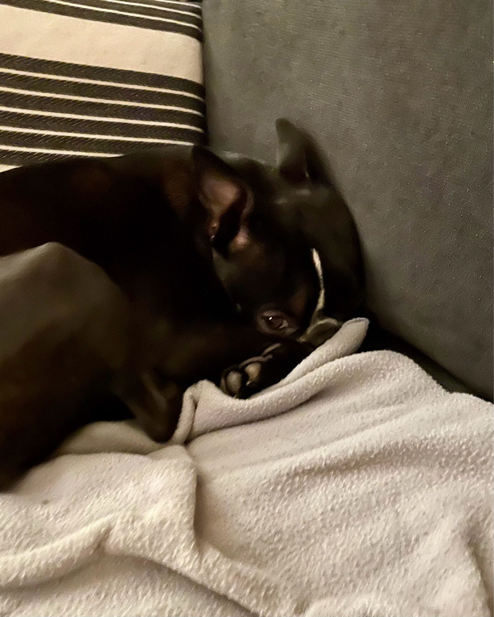 Boston Terrier resting on a blanket on a sofa with a striped pillow behind her.