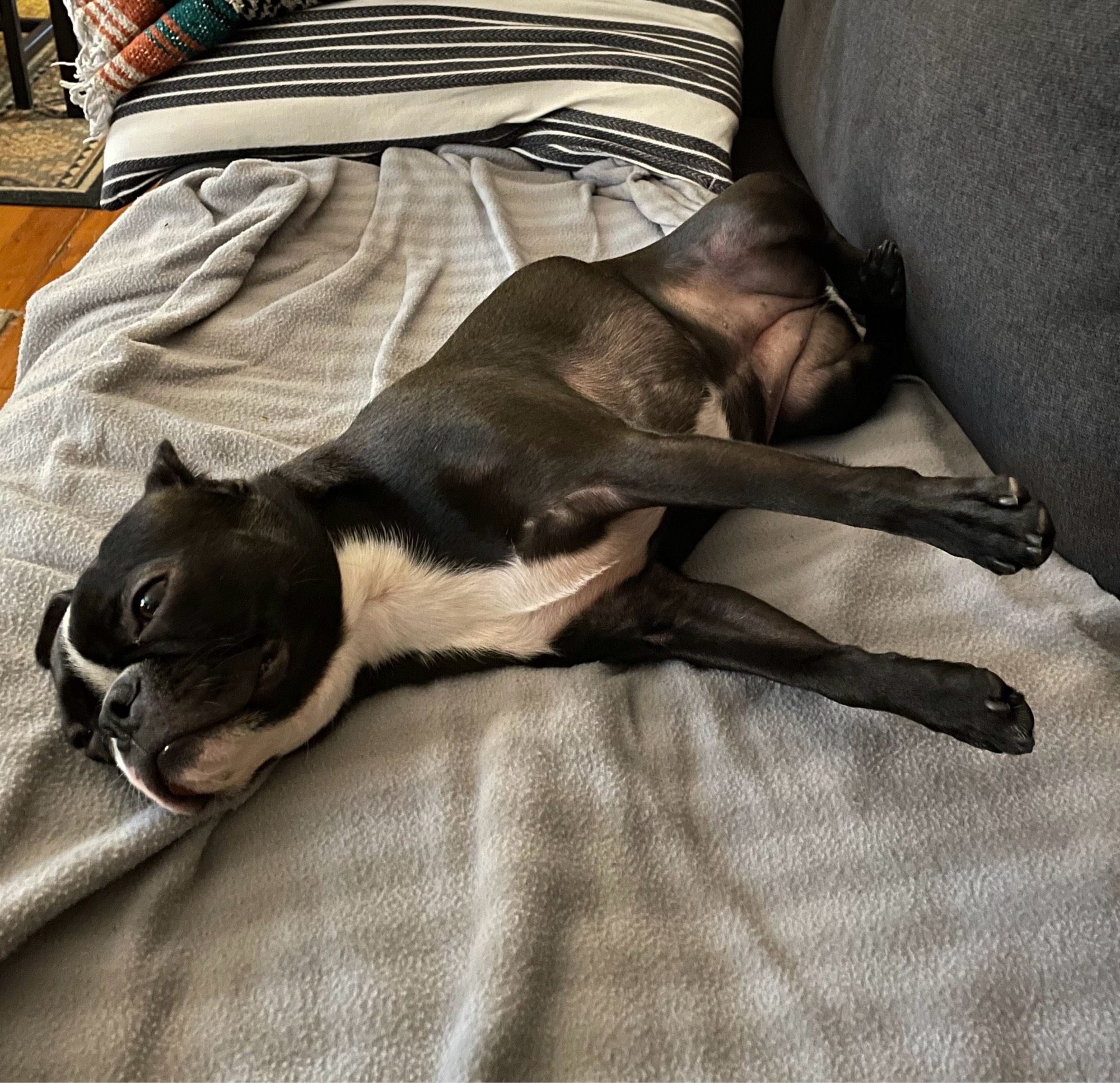 Boston Terrier lying on her side on a gray striped blanket.