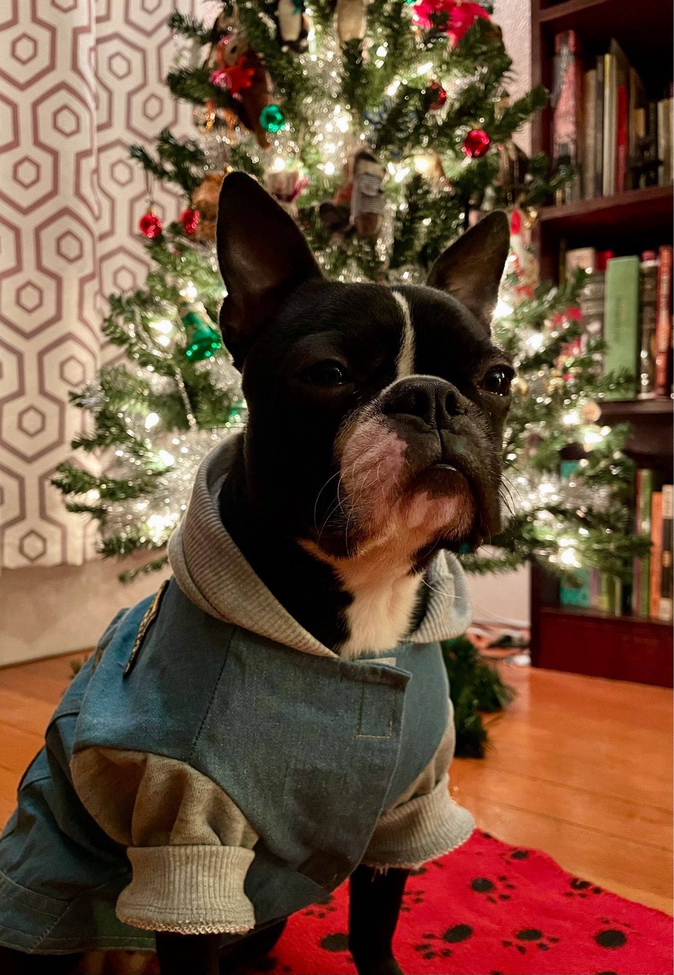 Boston Terrier wearing a denim jacket and sitting in front of a brightly decorated holiday tree.