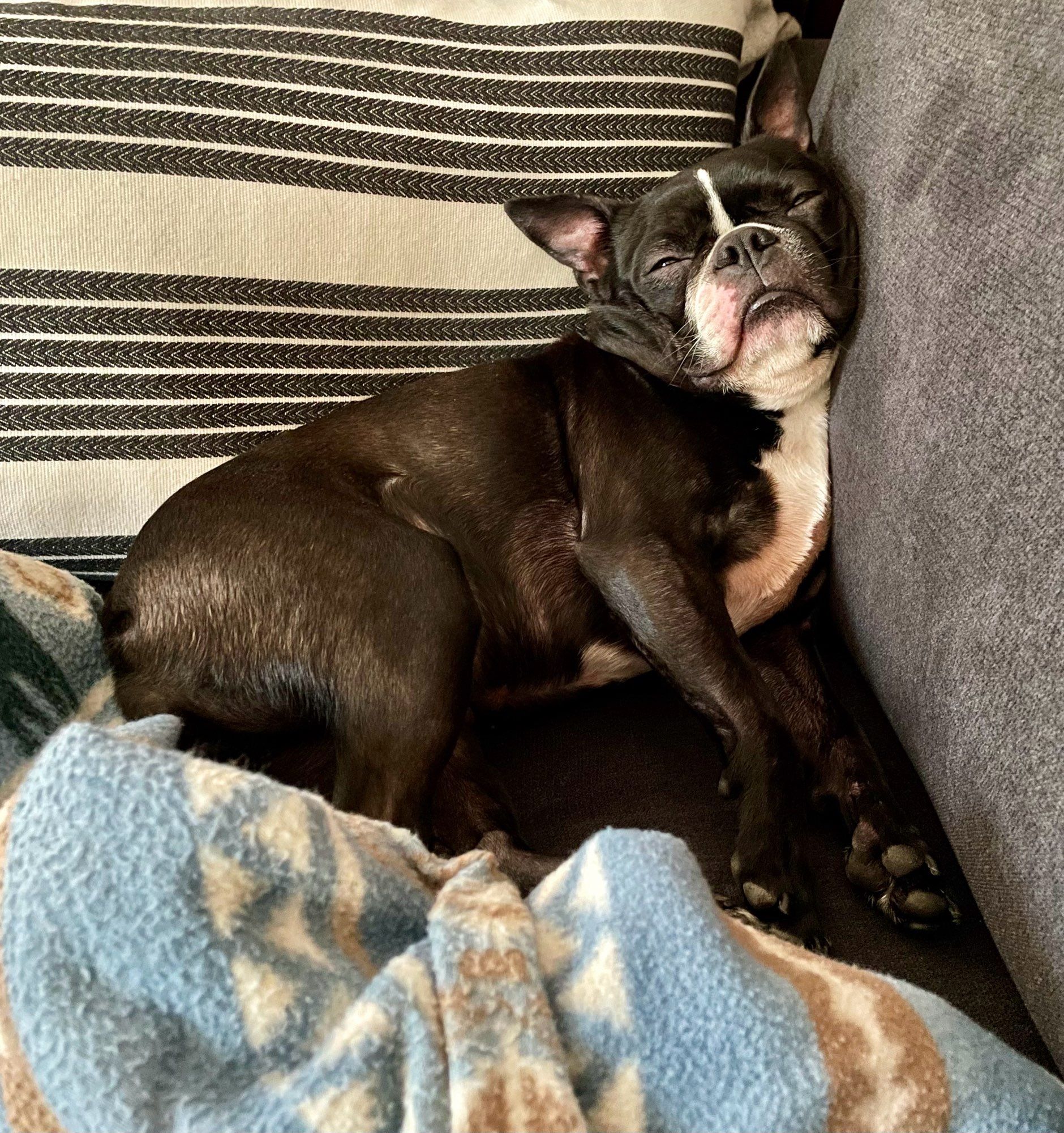 Boston Terrier awkwardly asleep on a sofa between a striped pillow and a blanket.