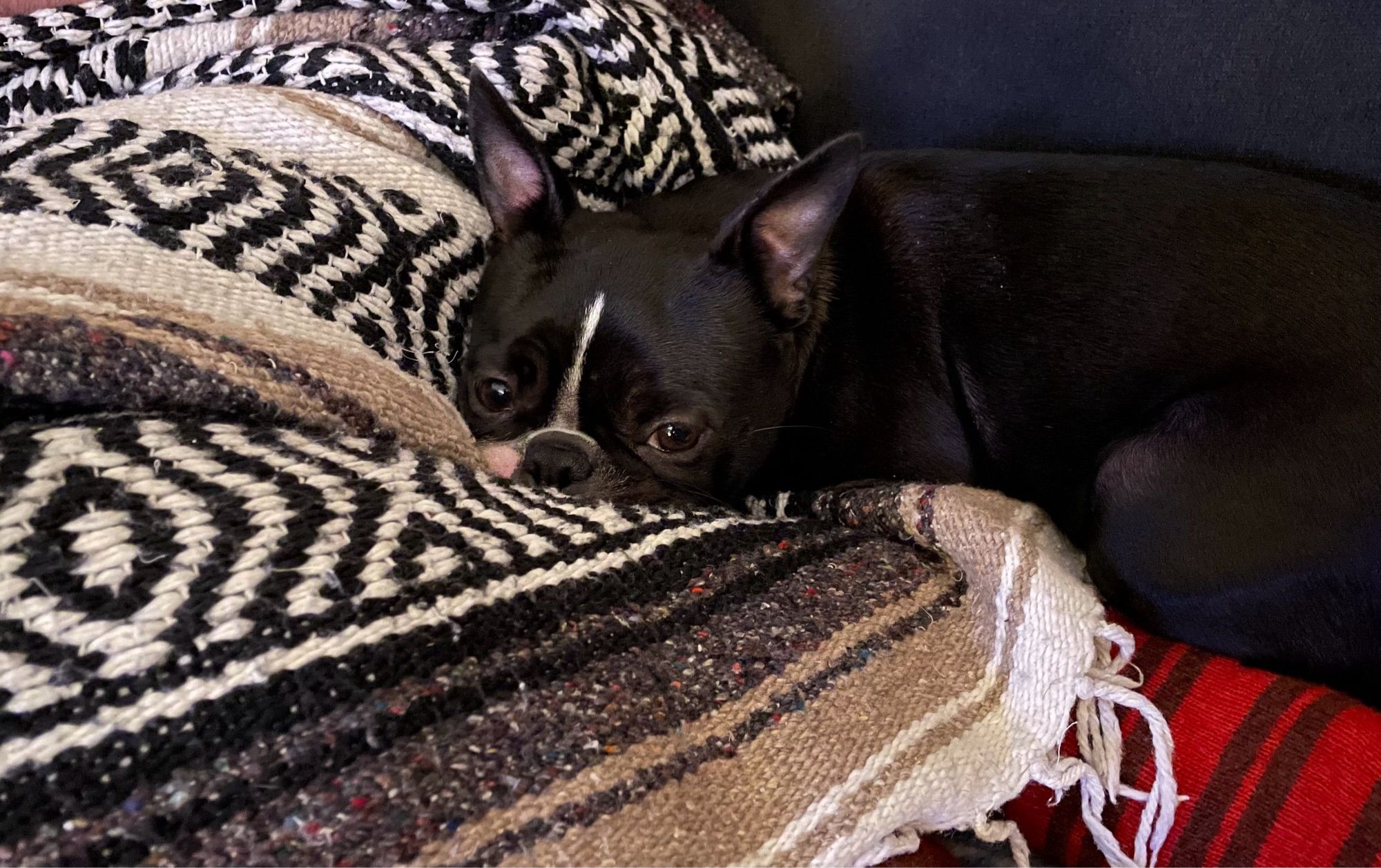 Boston Terrier resting on a blanket that is covering one of her Papas.