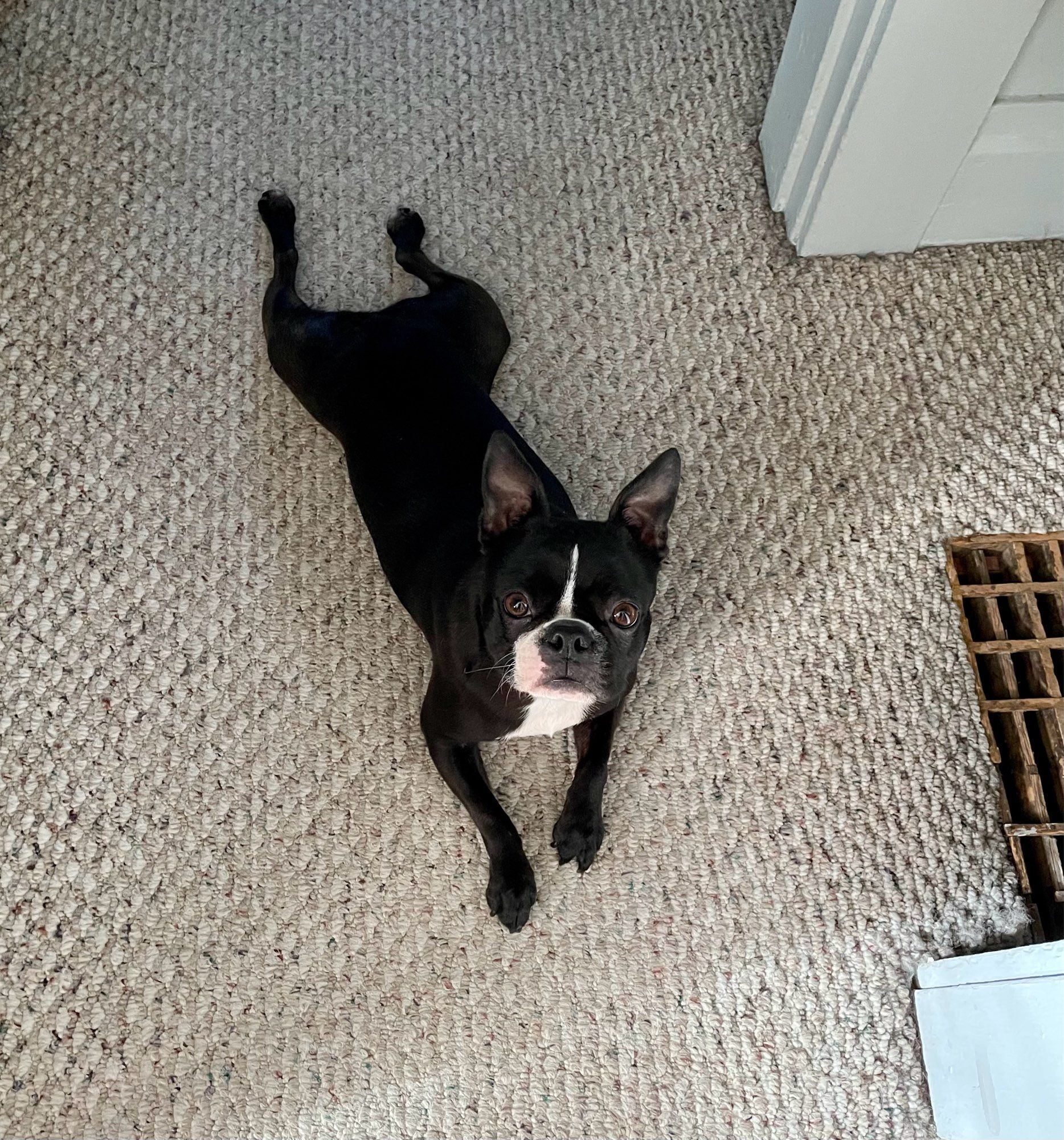 Boston Terrier lying flat in the sploot position and looking up at the camera.