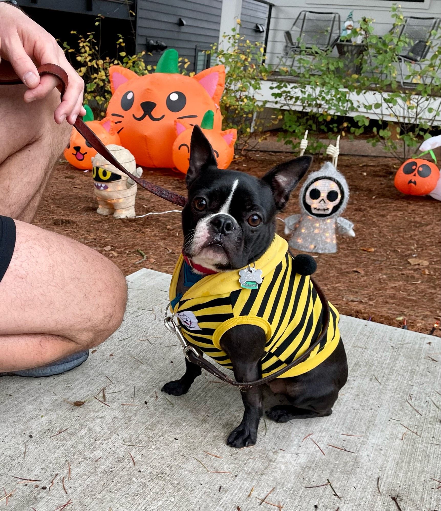 Boston Terrier wearing a bee costume and sitting on a sidewalk in front of Halloween decorations.