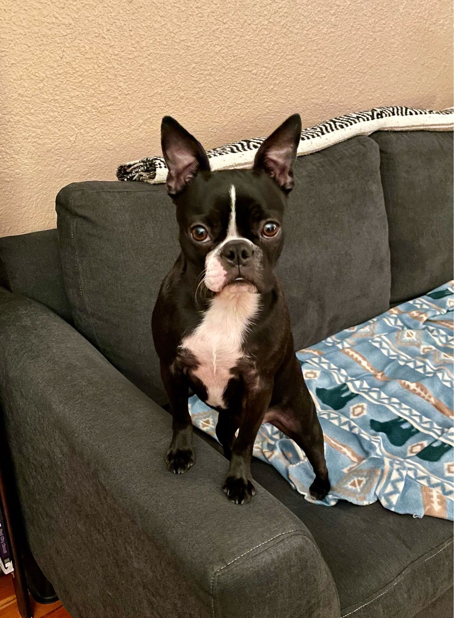 Boston Terrier standing on the arm of a sofa.