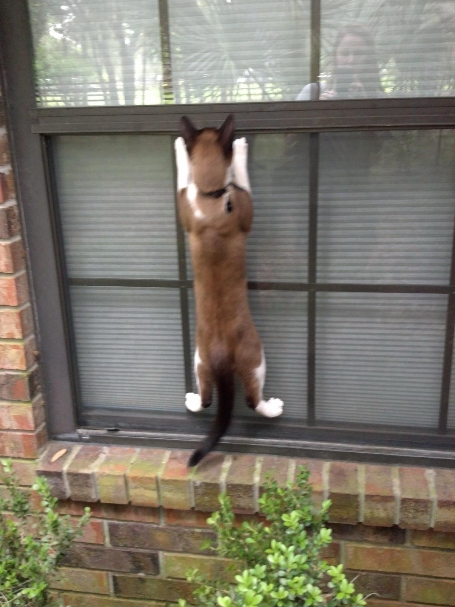 A young  Snowshoe Siamese hangs on the outside of a window like a creeper. 