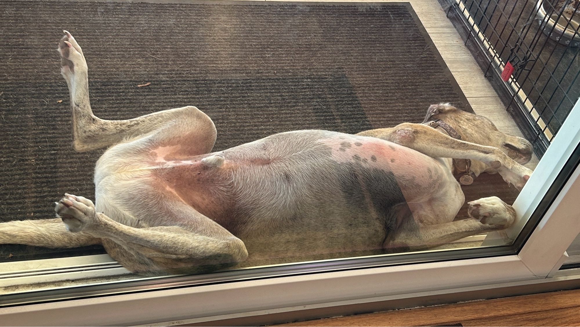 A very large beige dog sleeps on his back with his feet in the air, looking entirely deceased.