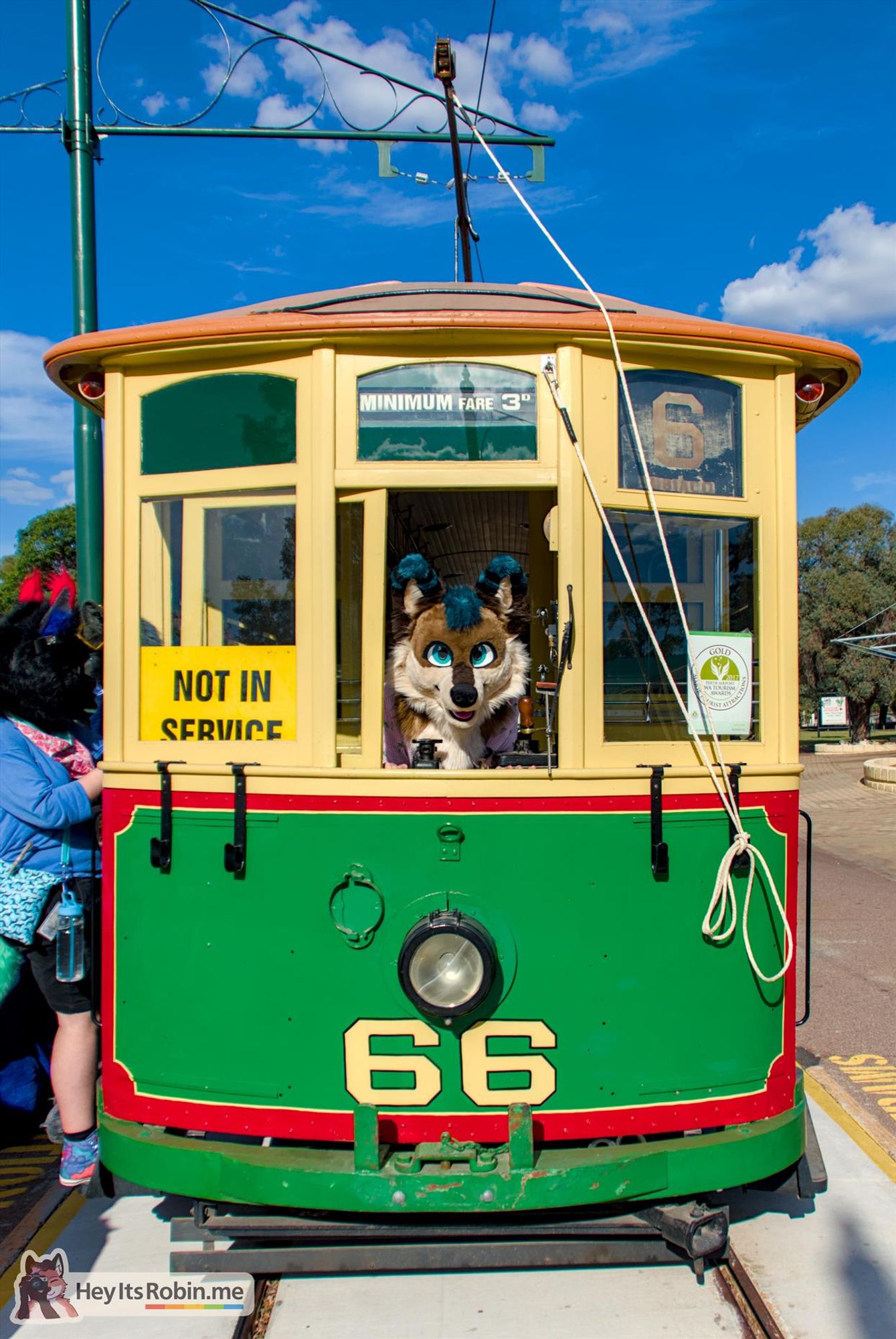 A head on photo of a vintage tram. Jarrah, a wolf partial fursuit, stands in the cab, head poking through the open central pane of the windscreen, looking at the camera.