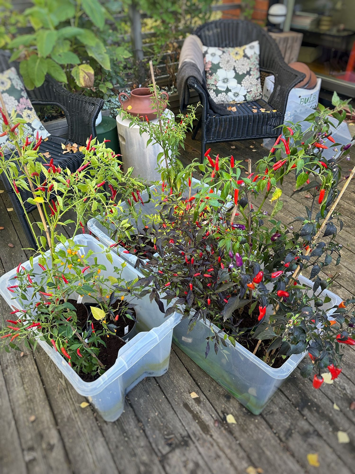 Tre vita plastbackar står på en uteplats fyllda med olika sorters chili och fulla med frukt och en del blomknoppar.