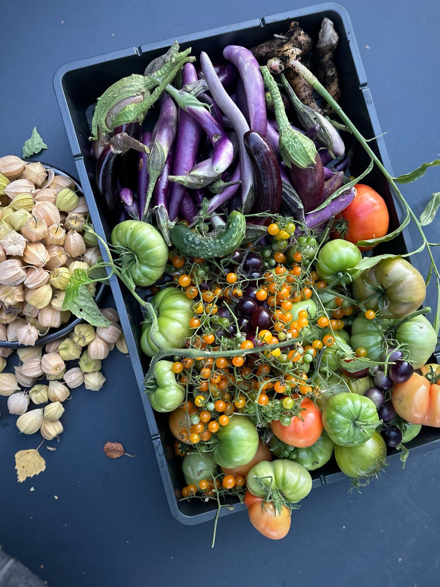 En stor låda med avlånga lila auberginer, bifftomater , gula och svarta körsbärstomater i olika stadier av mognad. Lådan står på ett bord och bredvid ligger en stor hög physalis i sina pappriga höljen.