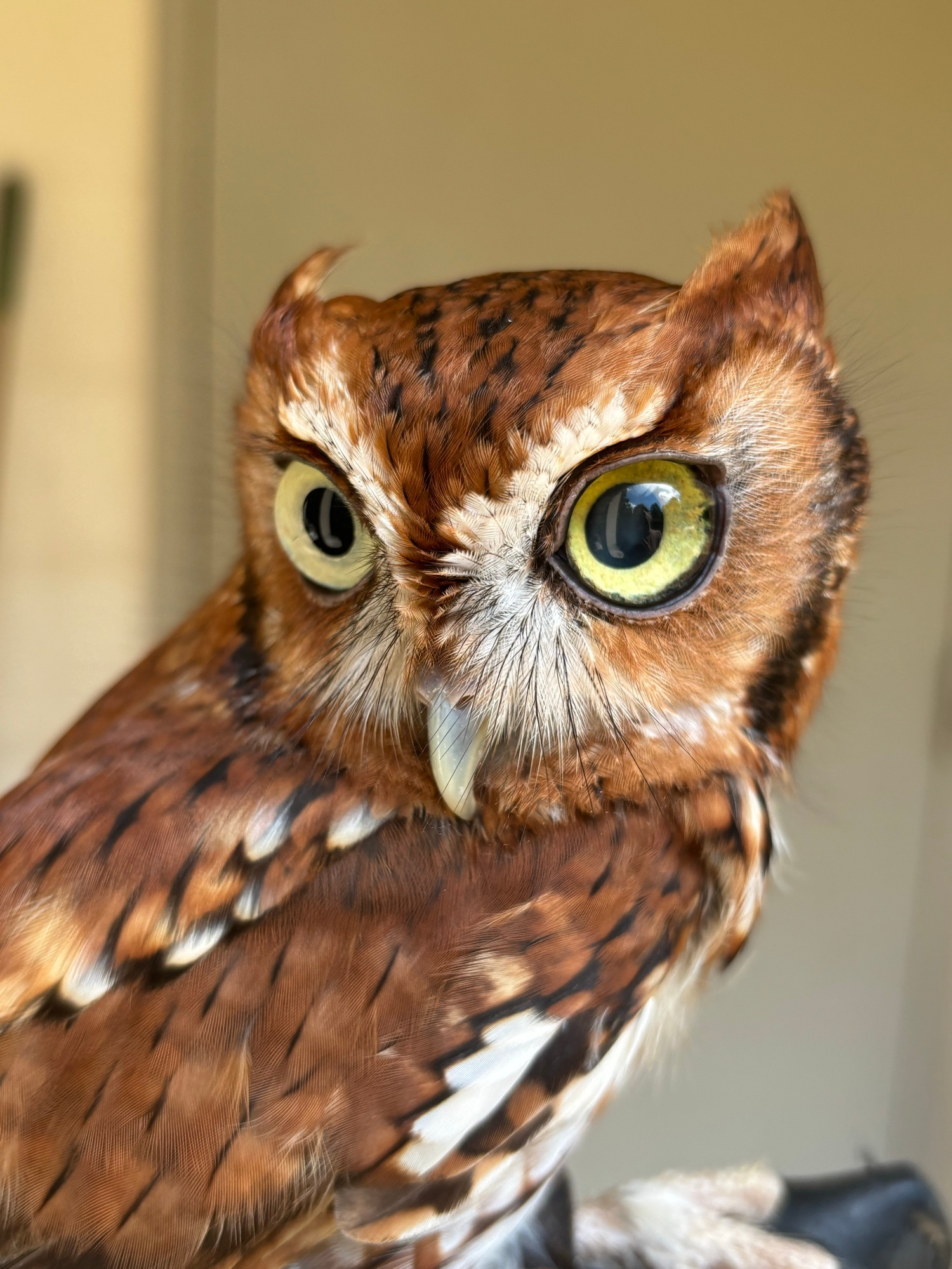 Eastern Screech Owl looking adorable