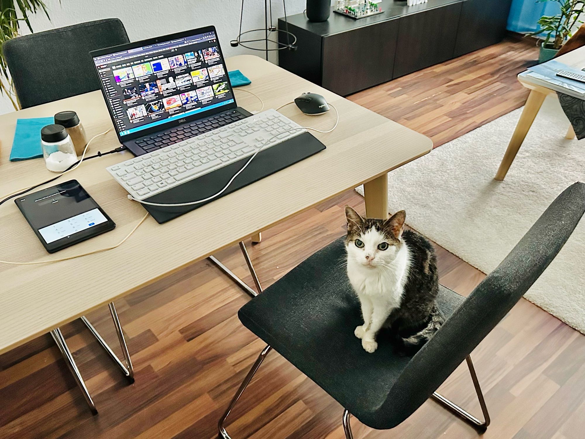 Pebbles is sitting at the dining table in front of a powered-on laptop.