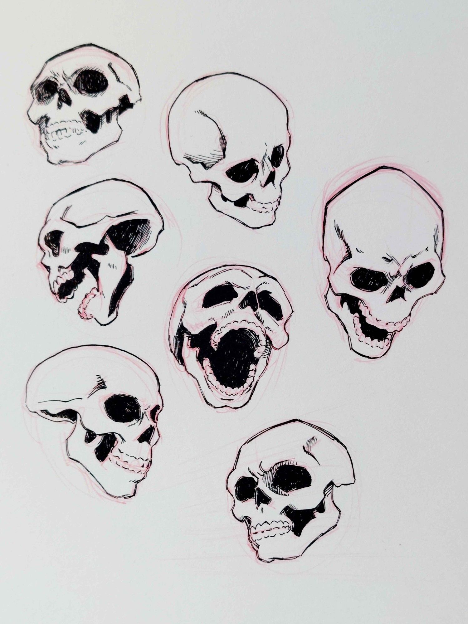 ink drawing of various skulls from different angles