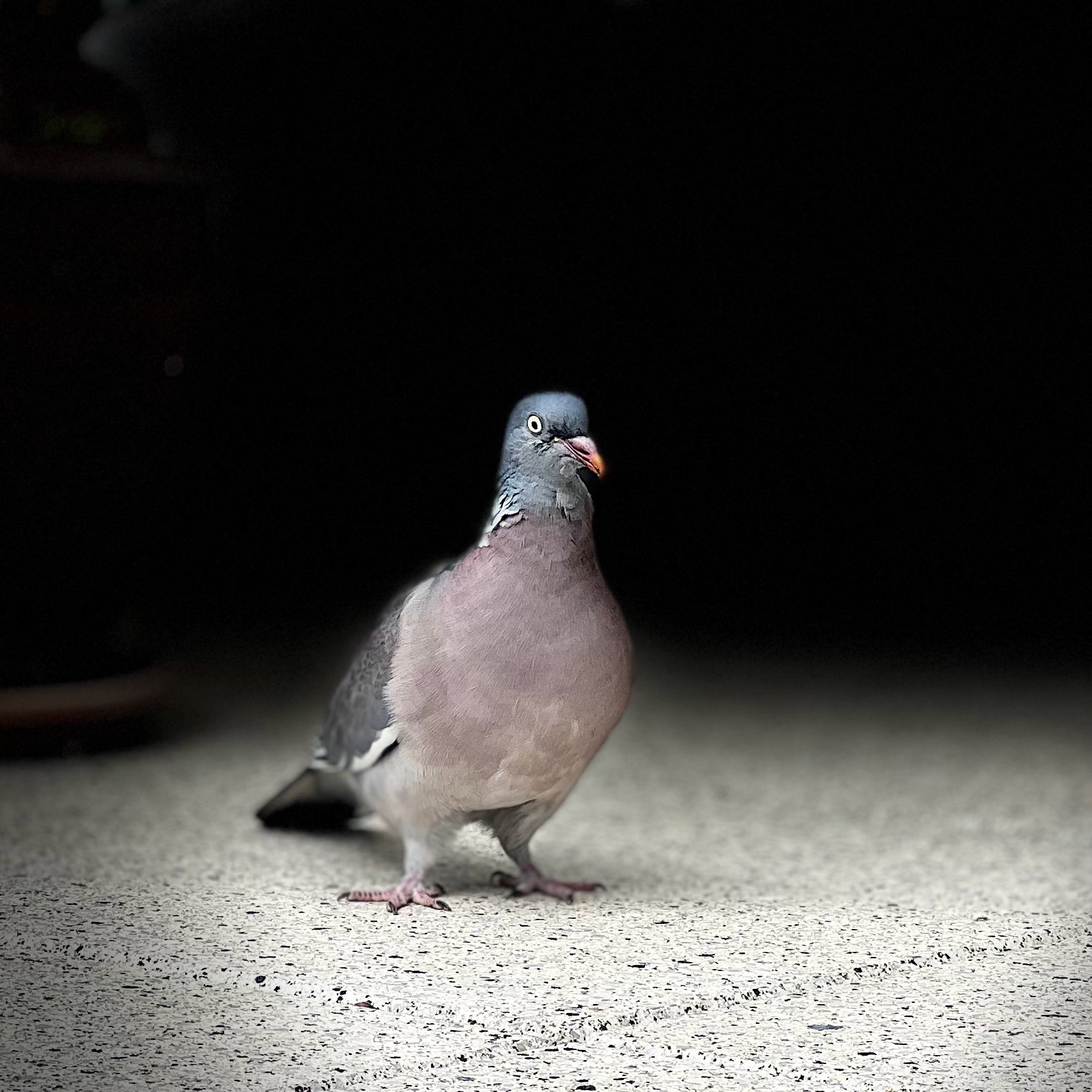 Percy the pigeon striking a pose, photographed in a spotlight. 