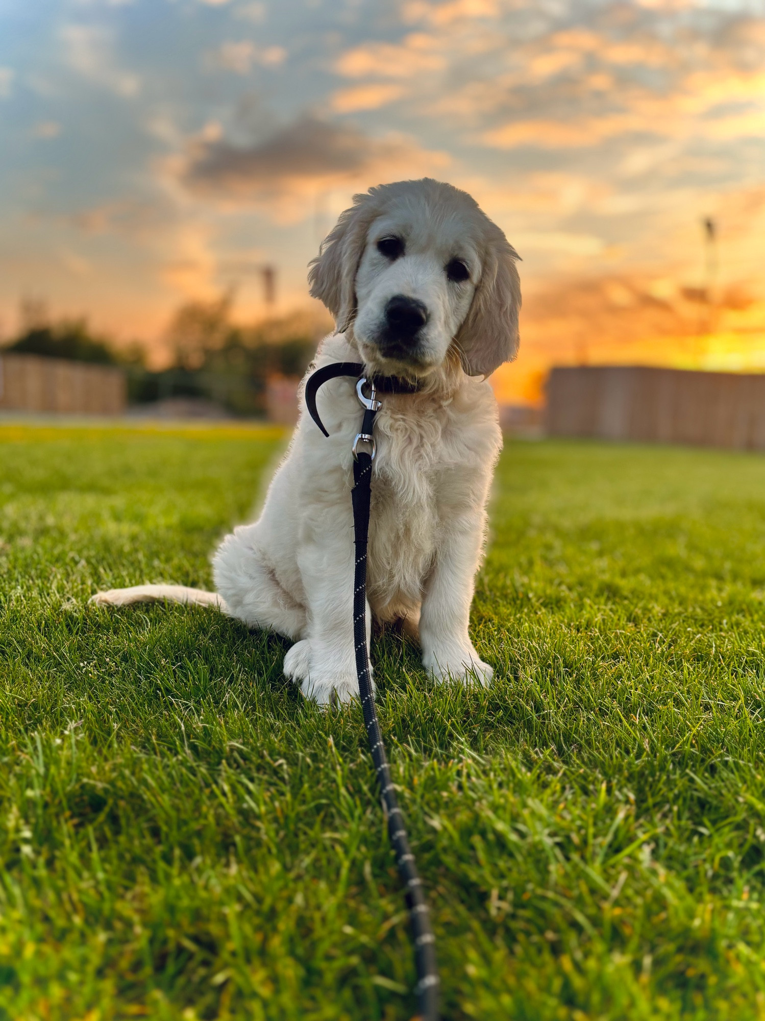 a cream golden retriever puppy sitting on a grass field as the sun is setting behind him